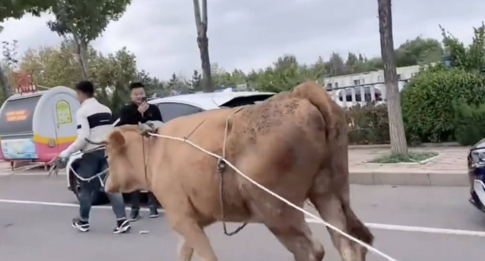 The Tesla-pulling ox attracted puzzled looks from passers-by who also filmed the protest. Photo: Weibo