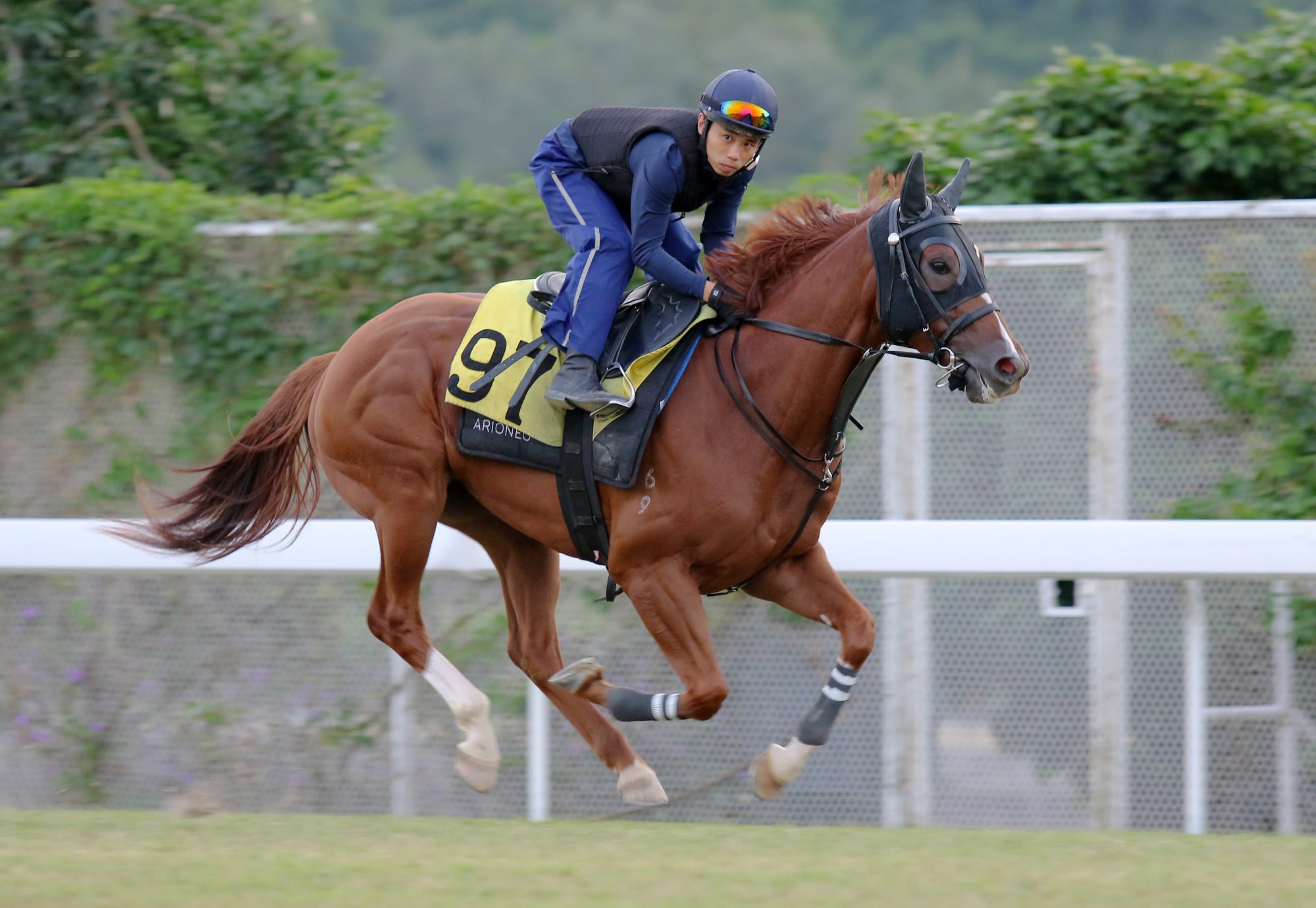 Speedy Fortune gallops on the Sha Tin turf.