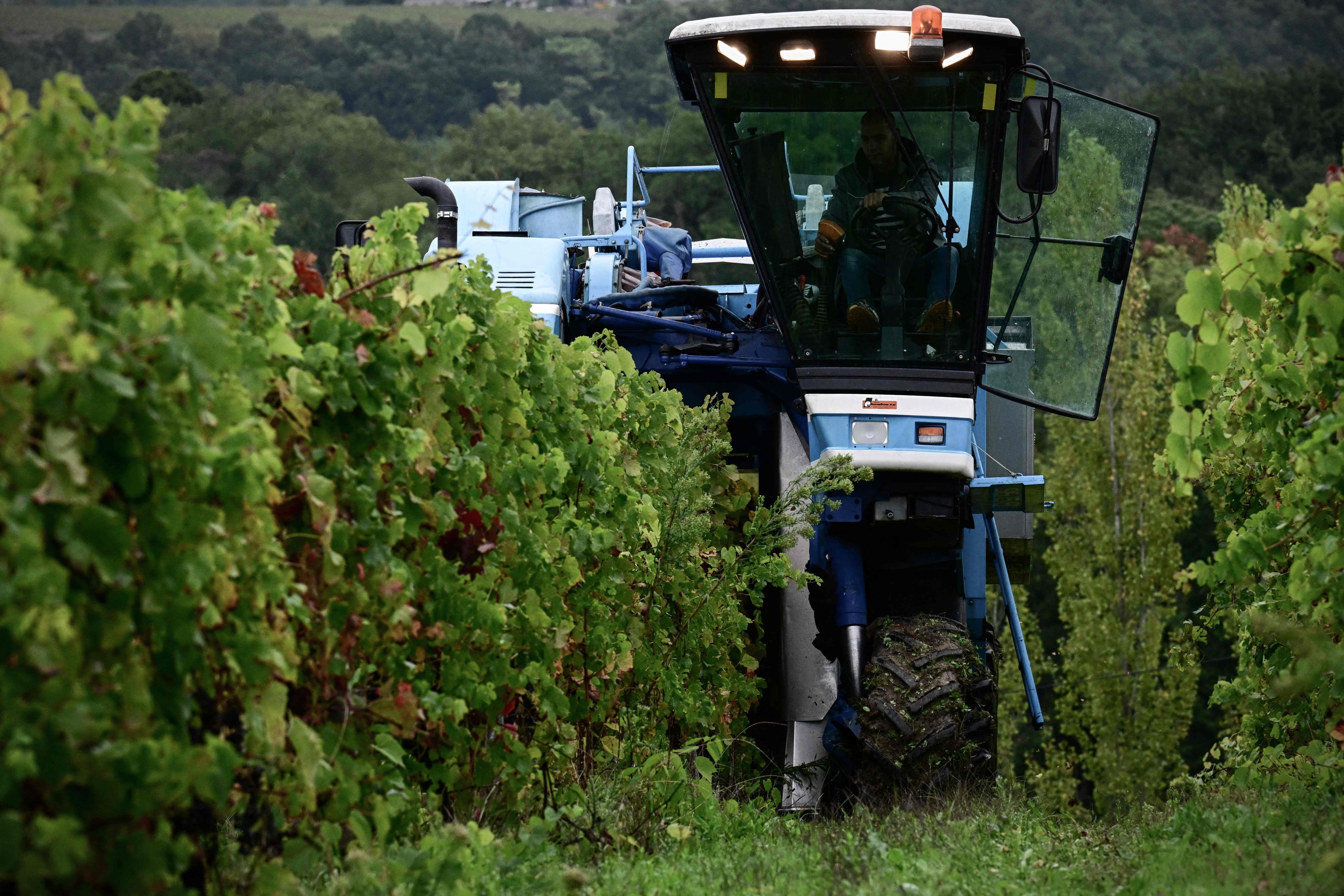 Harvest time at the Chateau des Chapelains winery, owned by Zhang Rong, in Saint-Andre-et-Appelles, France. Zhang is among a minority of Chinese investors in Bordeaux wine estates who is not selling up or looking to sell. Photo: AFP