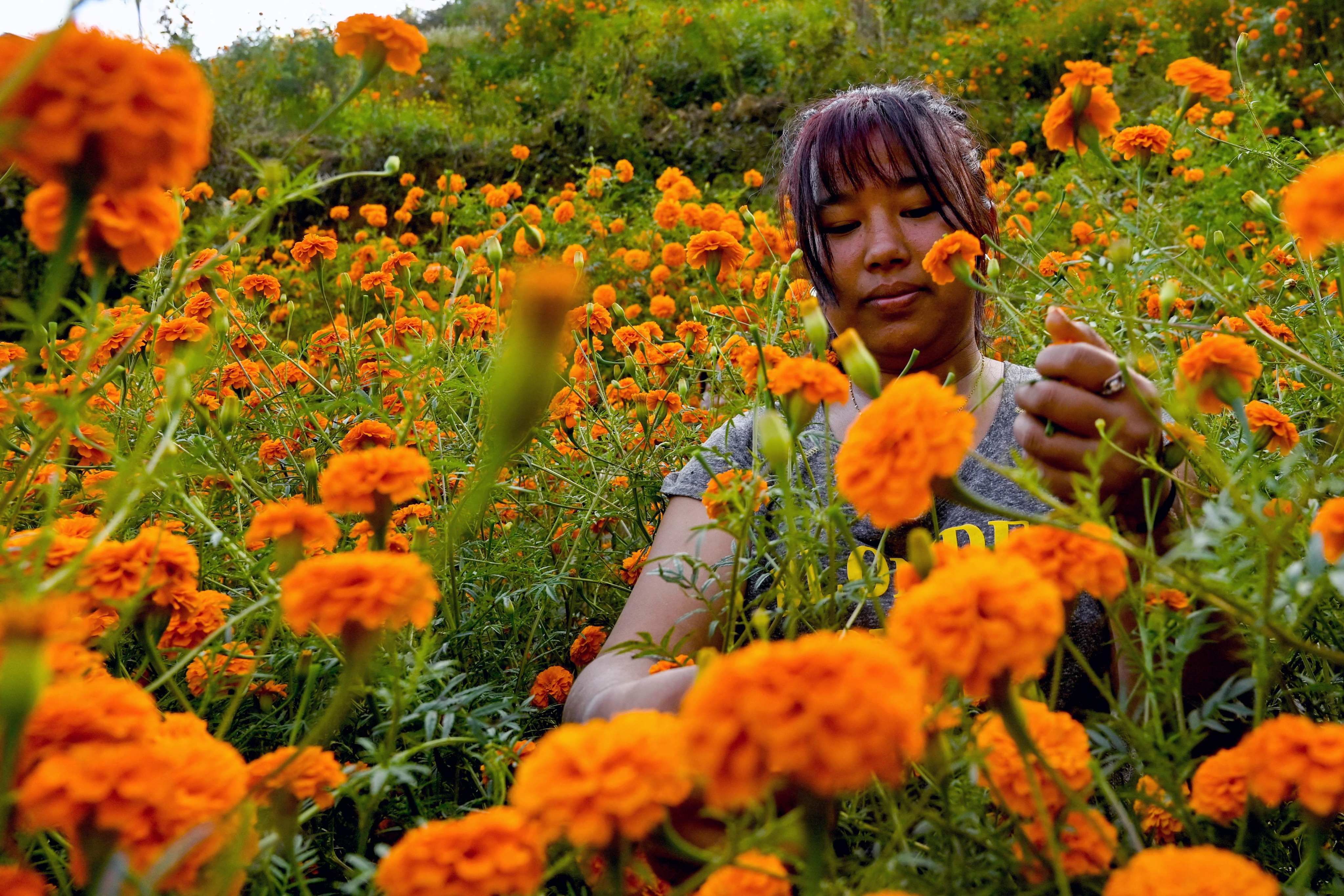 A farmer harvests marigold flowers. Photo: AFP