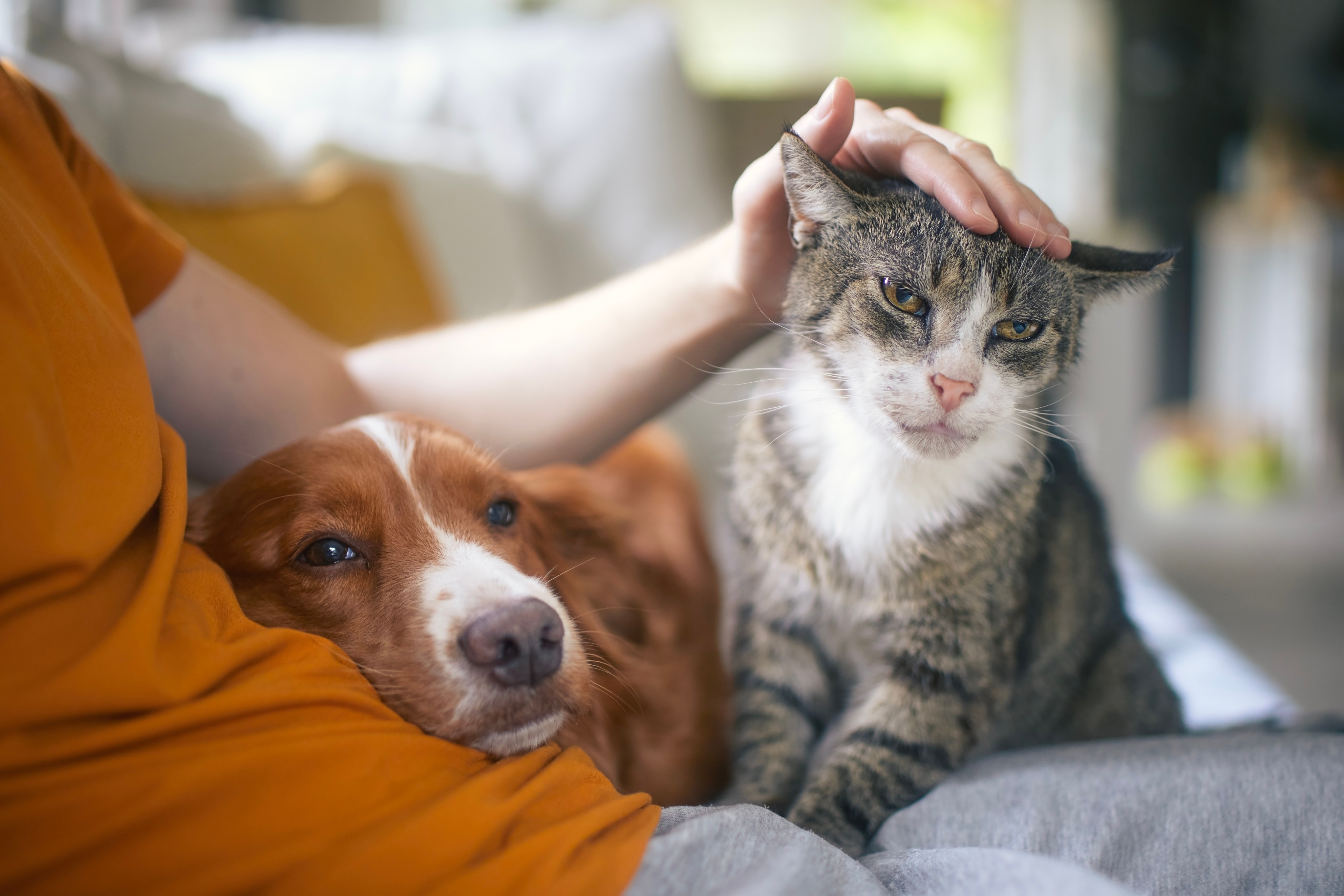 Keep your pets safe: avoid feeding them chocolate, grapes, and onions. Photo: Shutterstock 