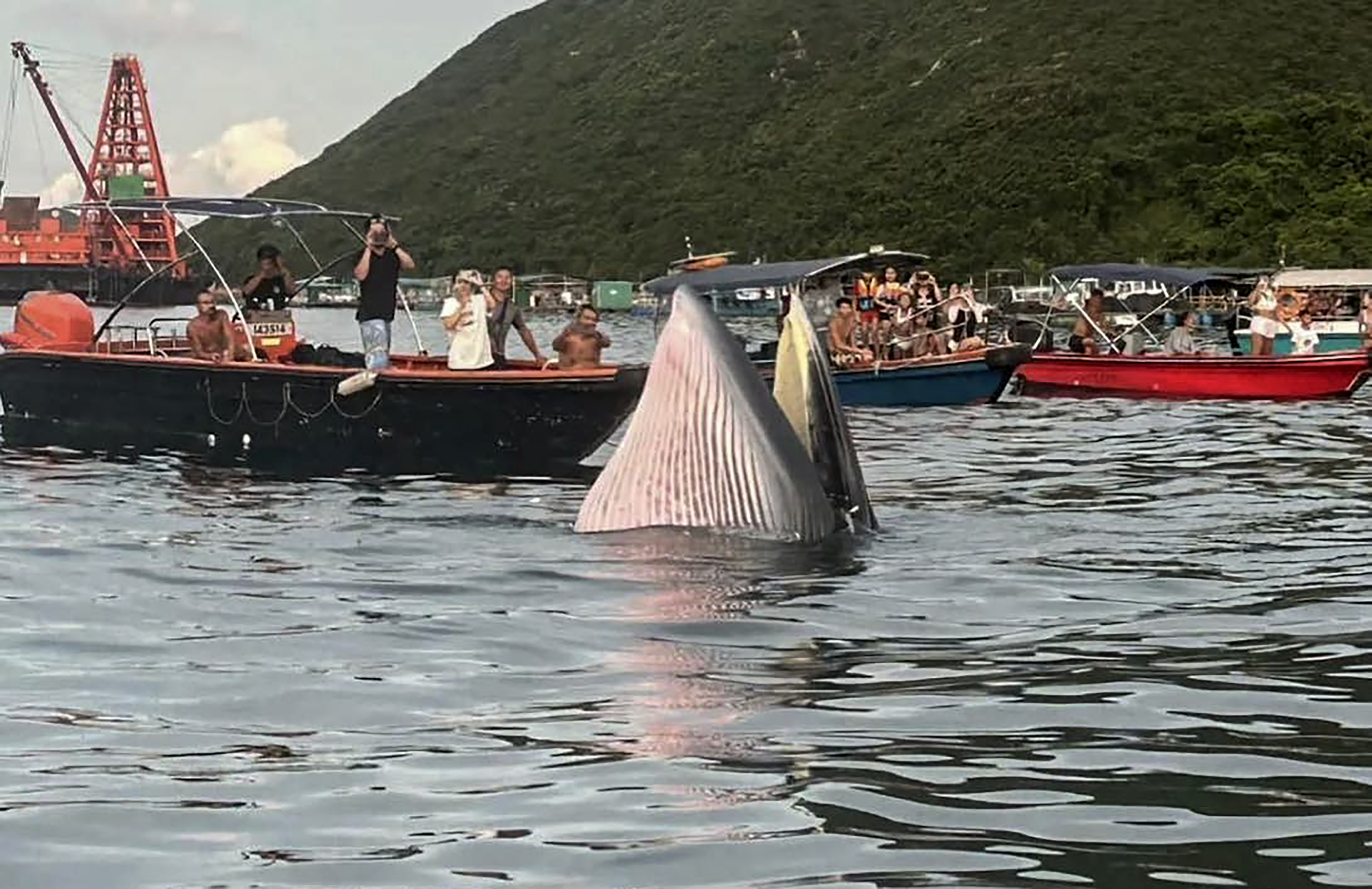 Residents turn out in boats to catch a glimpse of a whale in Sai Kung. Photo: Handout