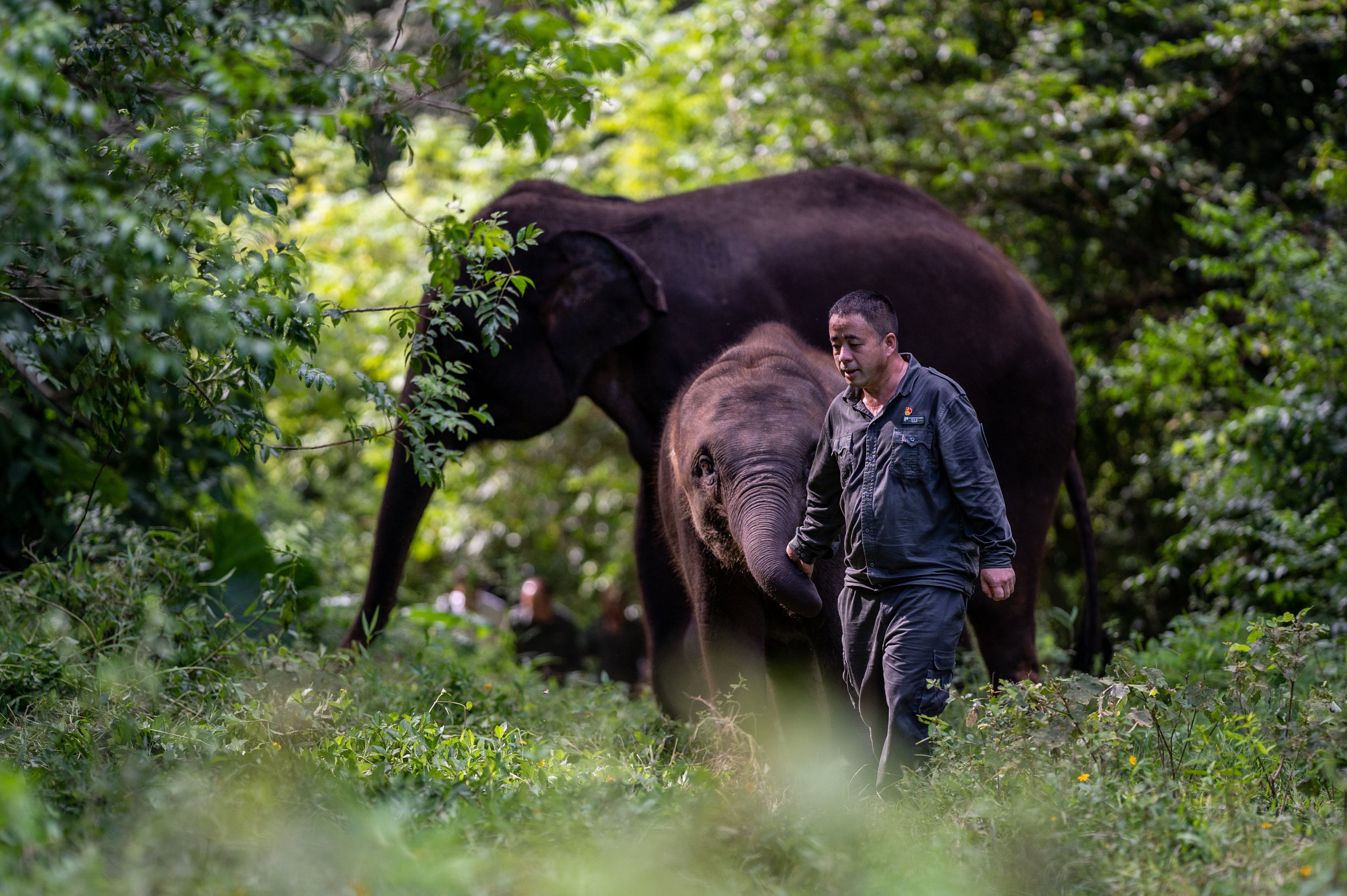 An elephant doctor trains elephants for release at the Asian Elephant Breeding and Rescue Centre in Xishuangbanna, Yunnan province, in 2022. Photo: Xinhua