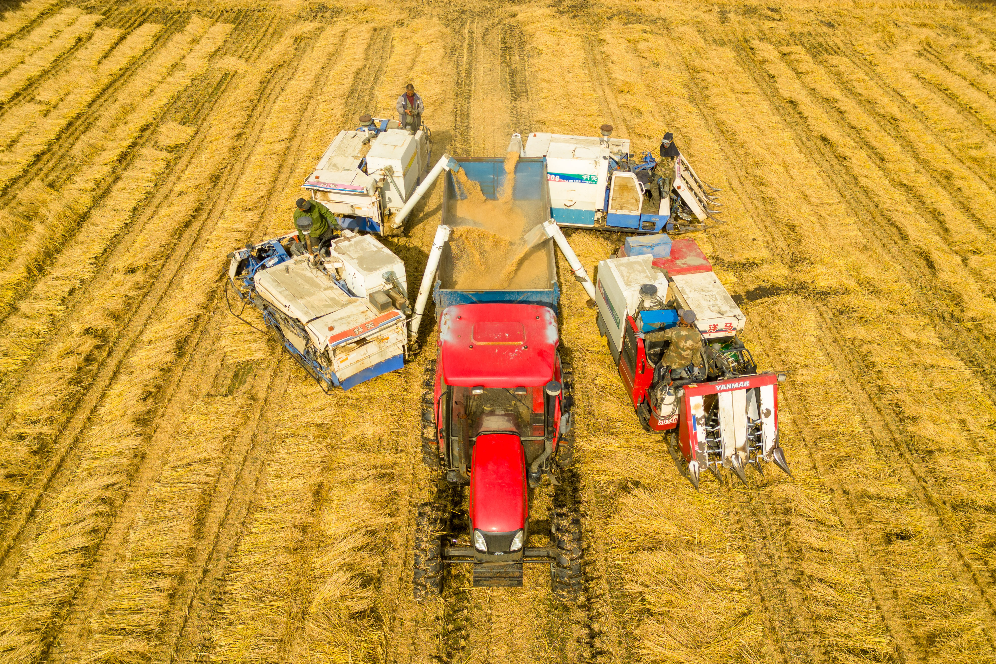 Farmers loading grain in Daoxiang village in northeastern China’s Heilongjiang province on October 13. China expects a record grain harvest this year. Photo: Xinhua