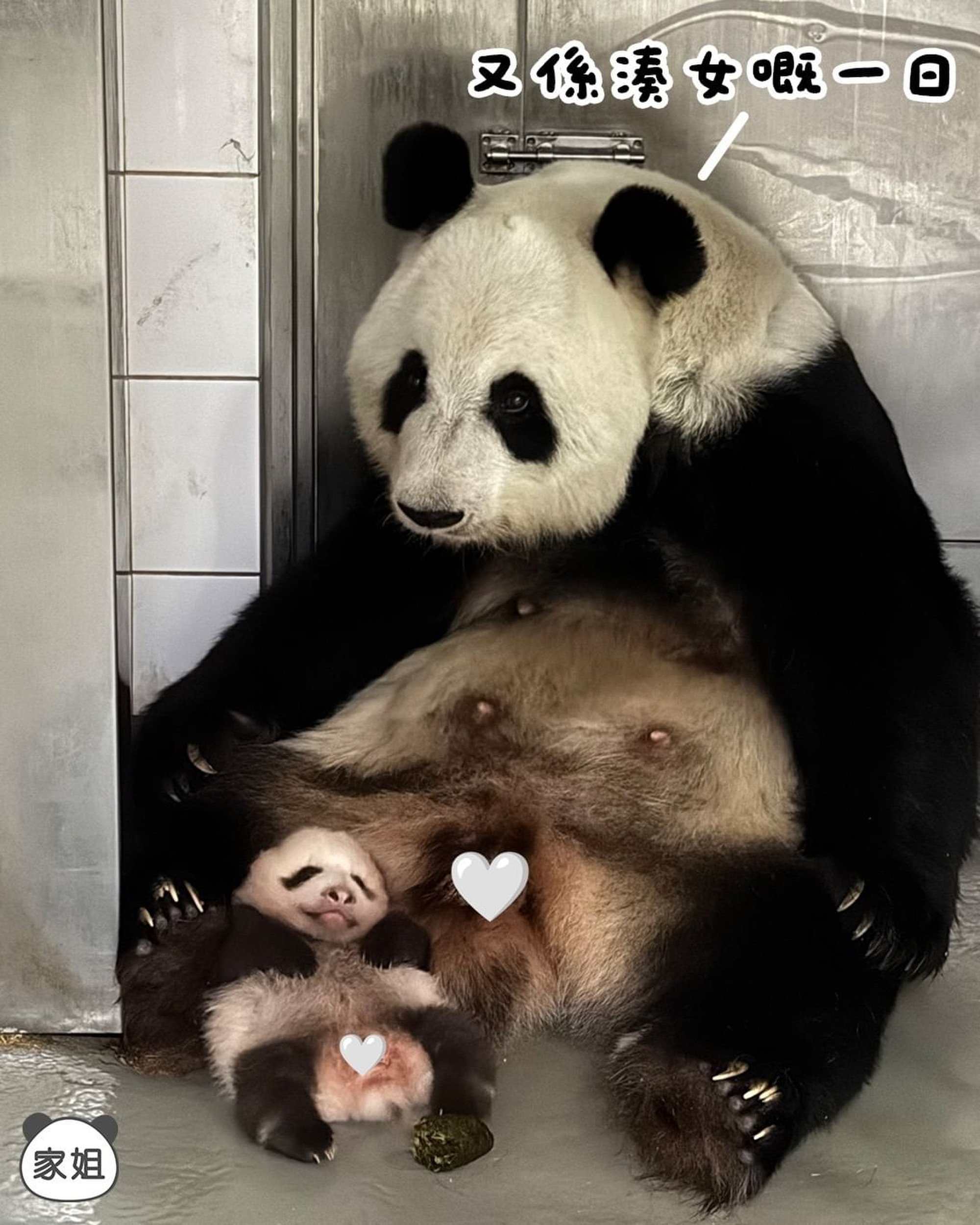 Ocean Park has posted a funny moment between “Elder Sister” and Ying Ying in their den, in which the cub appears to wince at her mother’s poo. Photo: Instagram