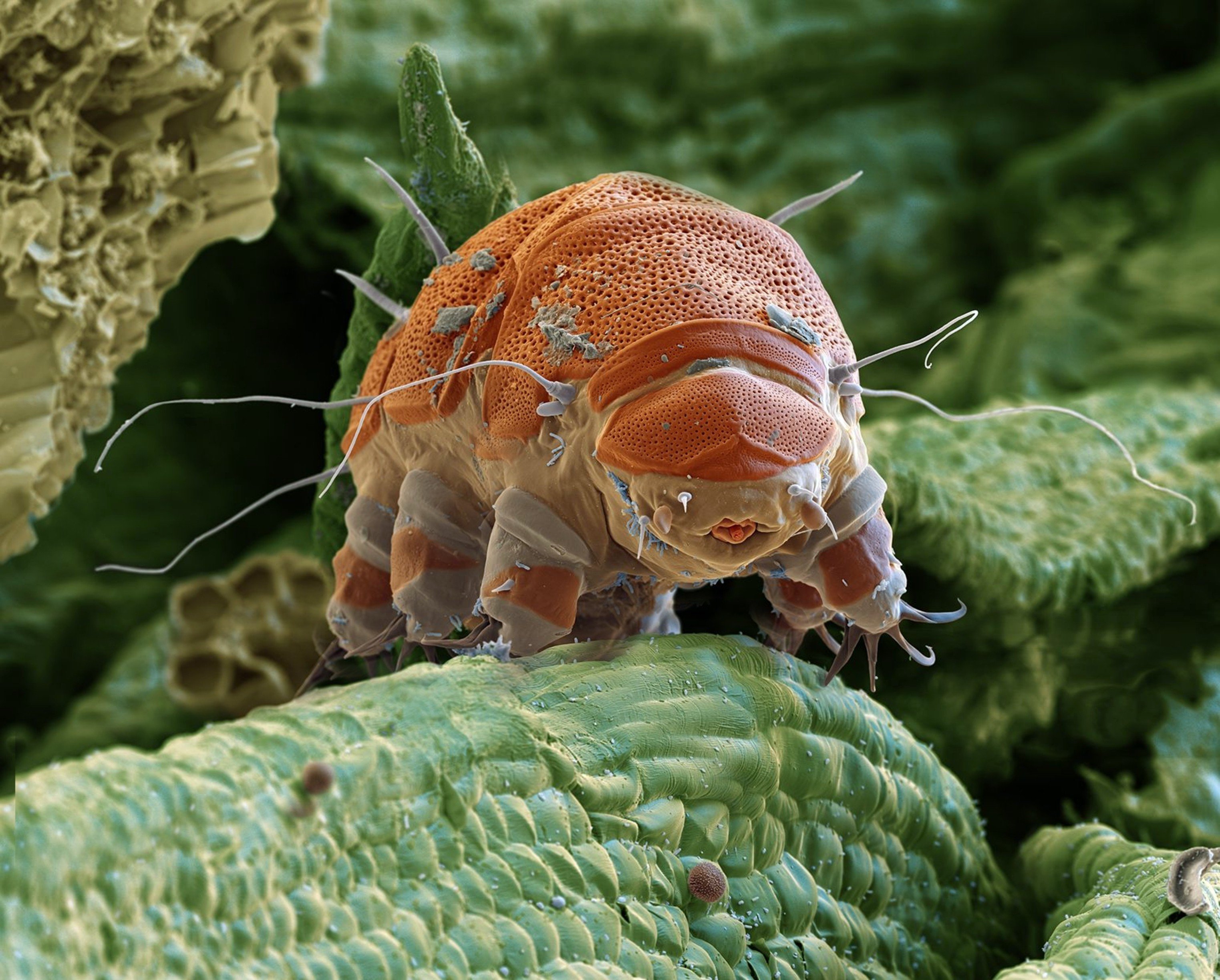 A water bear, or tardigrade, measures around 1mm long but fascinates scientists with its radiation-resisting abilities. Photo: Shutterstock