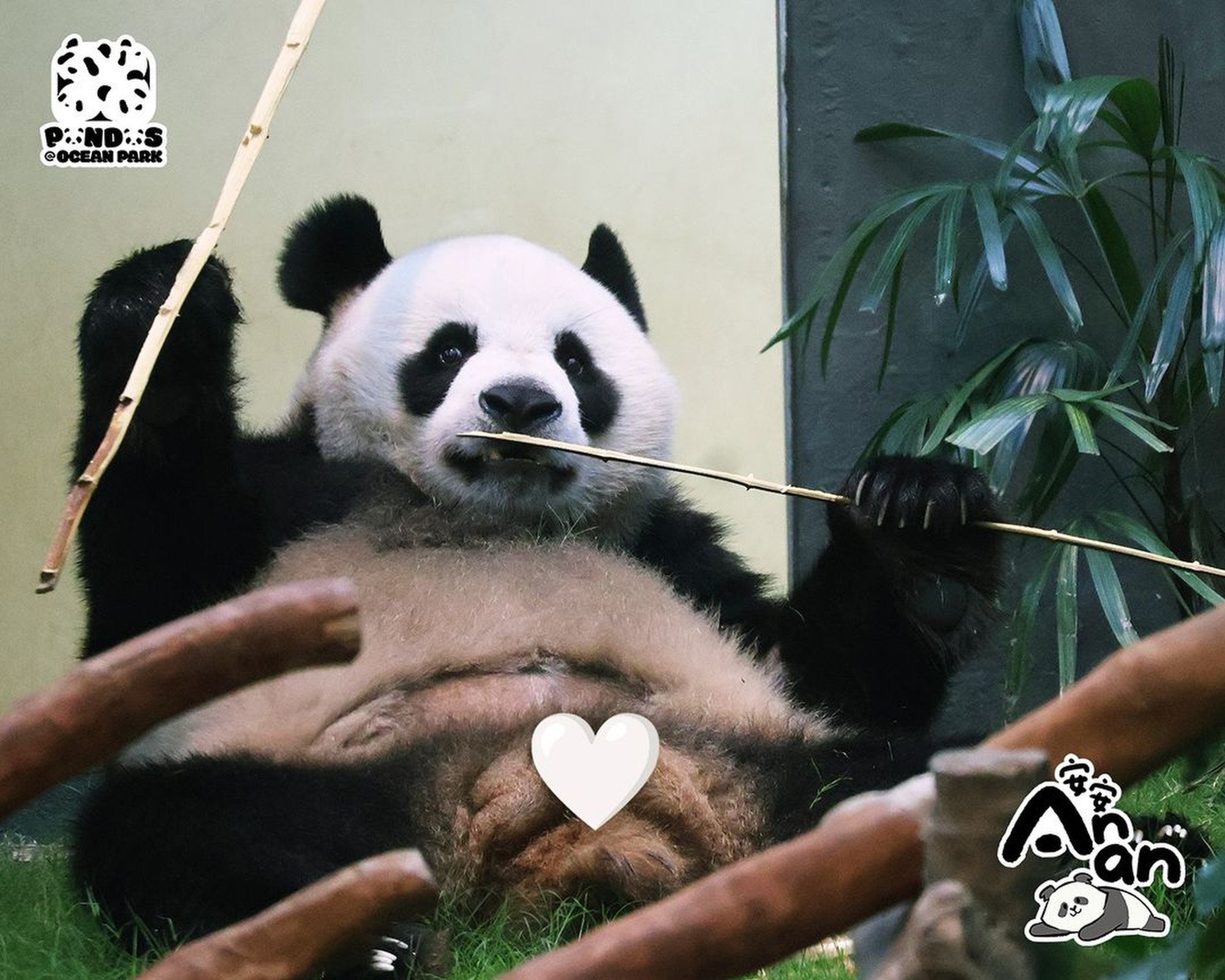 Adult giant panda, An An, enjoying a snack of bamboo. Photo: Instagram