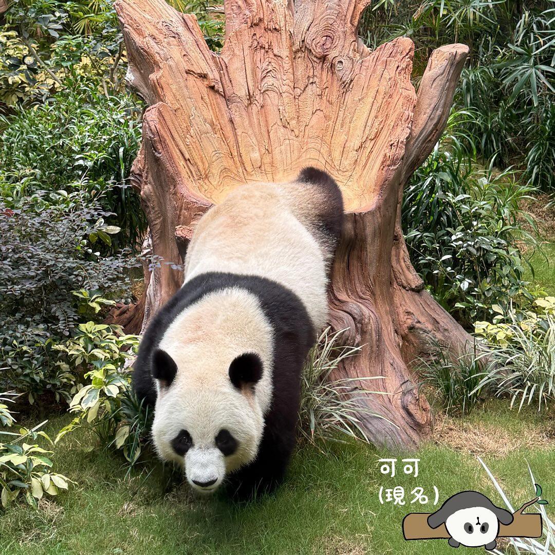 Ke Ke, one of the two adult giant pandas gifted to the city by Beijing. Photo: Instagram. 