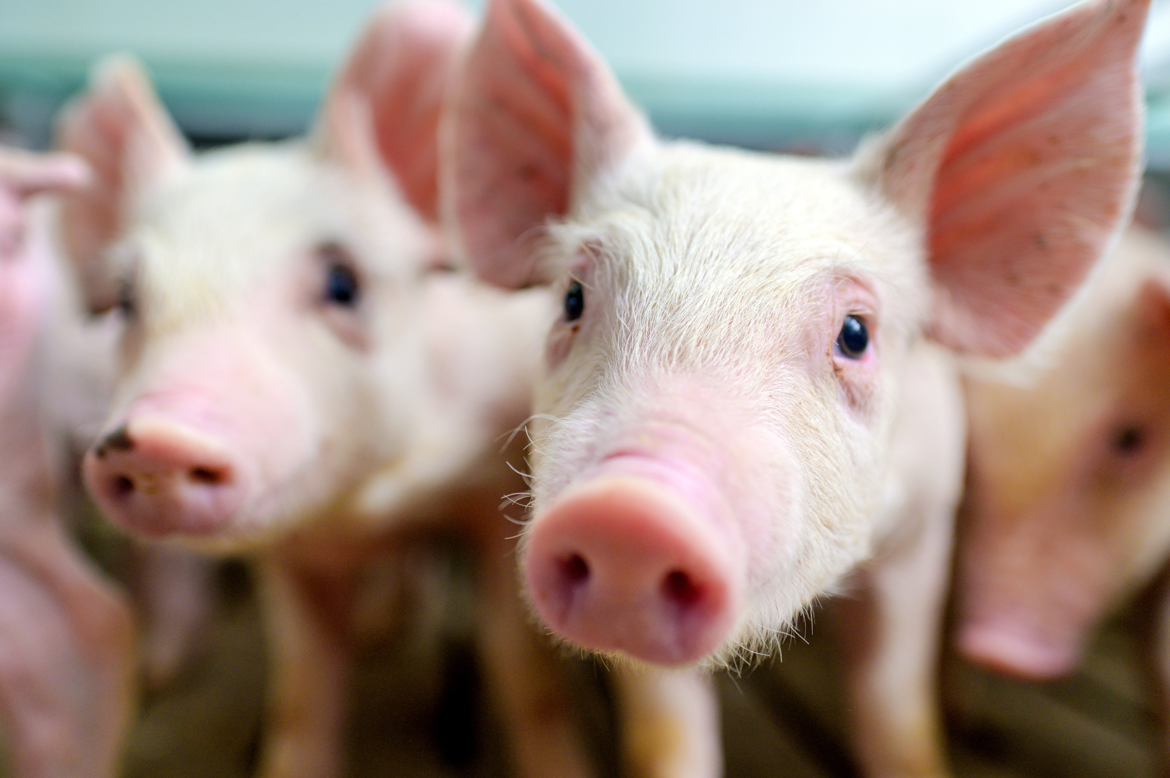 Pigs have long been considered mixing vessels where flu viruses from humans and various animals can exchange genes. Photo: Shutterstock