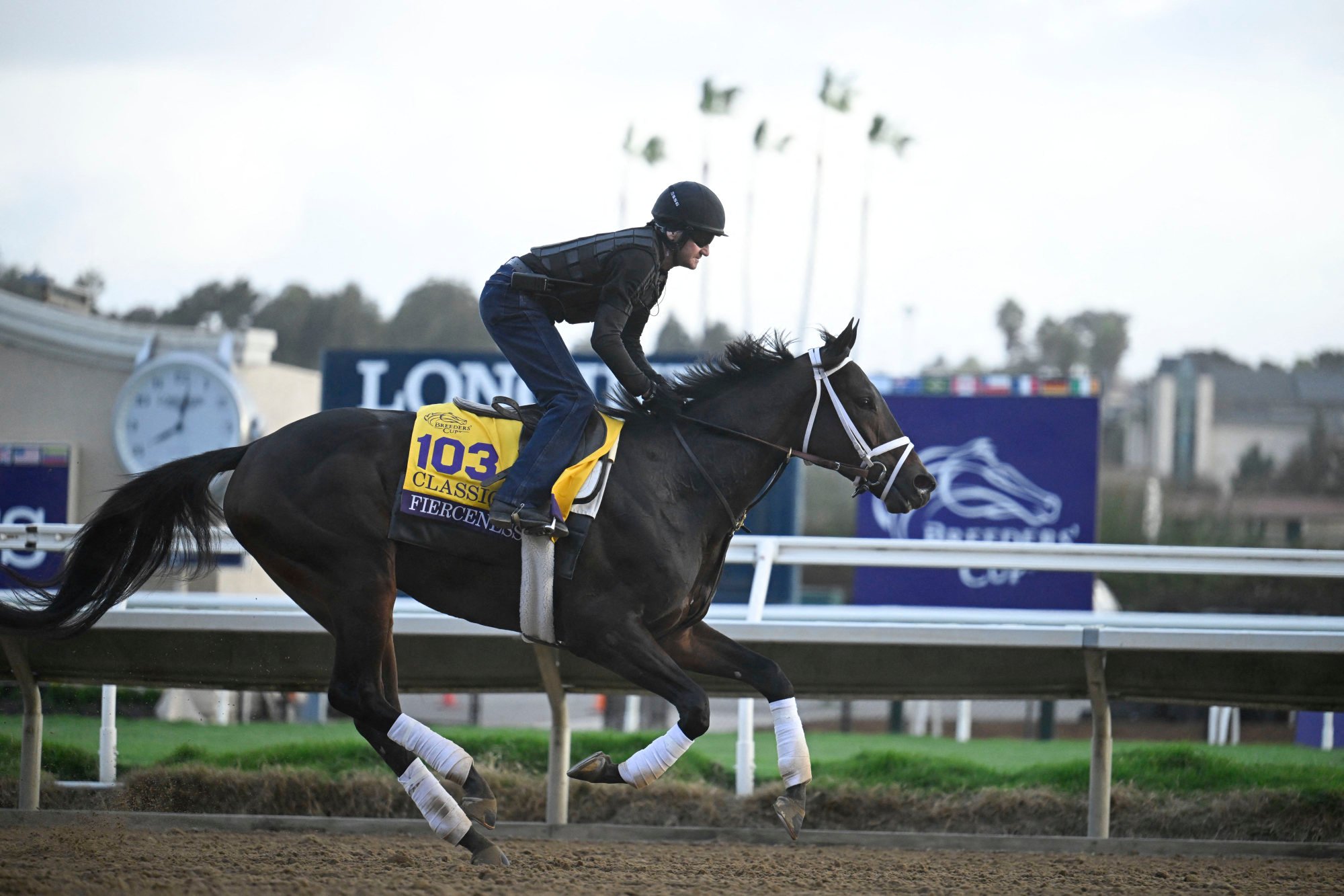 Second favourite Fierceness exercises during morning workouts ahead of the 2024 Breeders’ Cup Championship. Photo: USA Today Sports