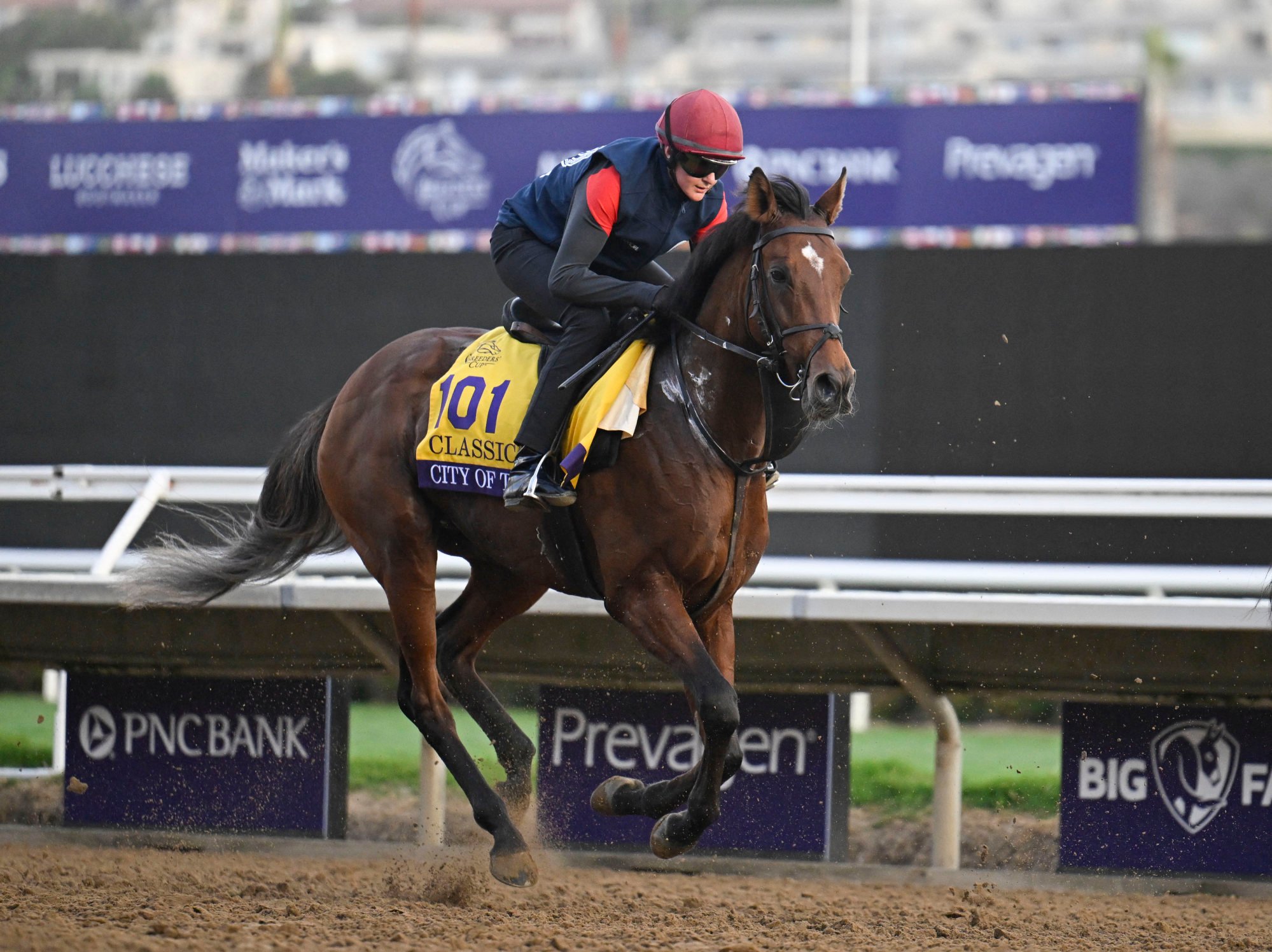 City of Troy is the favourite to win the big race on Saturday. Photo: USA Today Sports