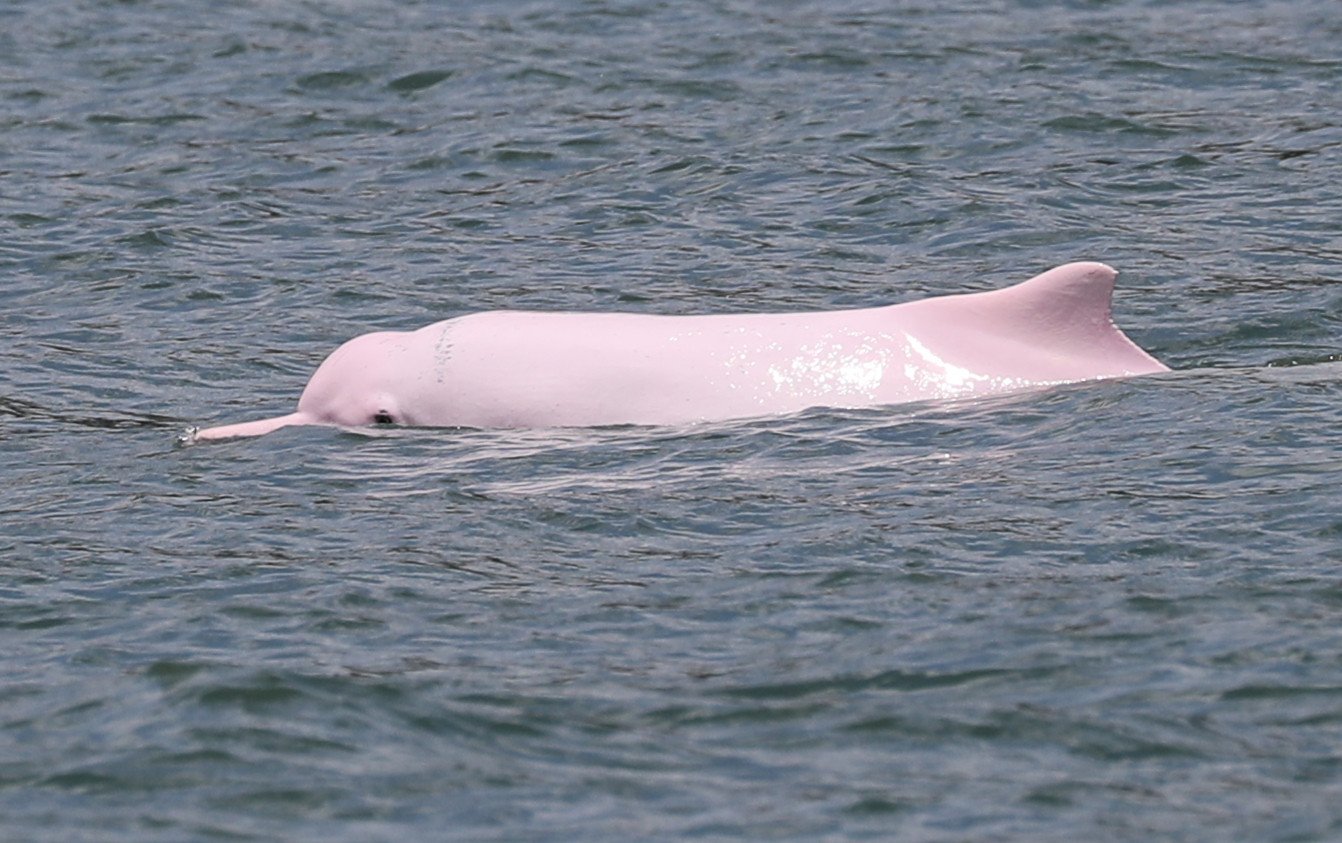 A Chinese white dolphin seen at South Lantau Marine Park in June 2021. Photo: Sam Tsang