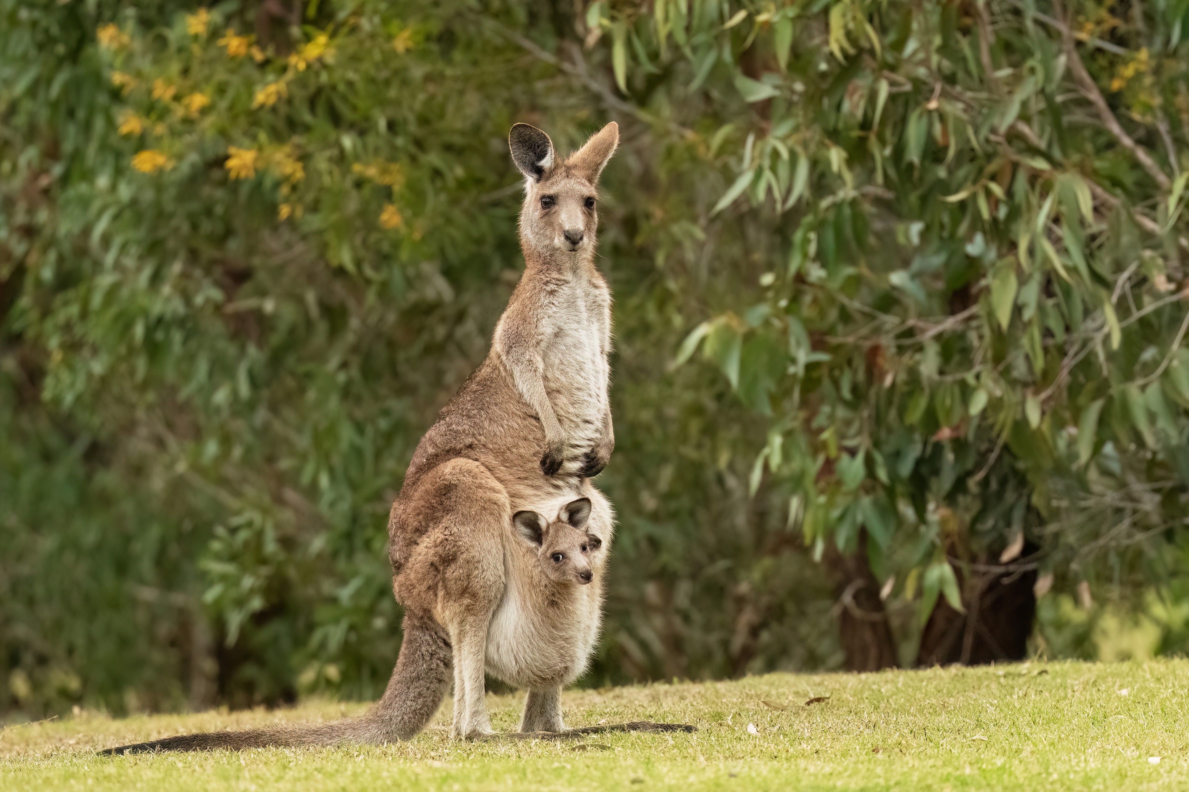 From giant pandas to kangaroos, learn the stories behind animal names. Photo: Shutterstock 