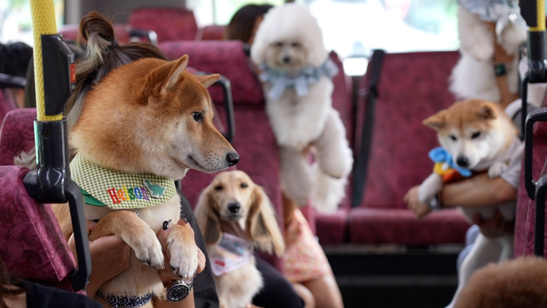 Pets and their owners aboard the city’s first pet-friendly bus service. Photo: SCMP