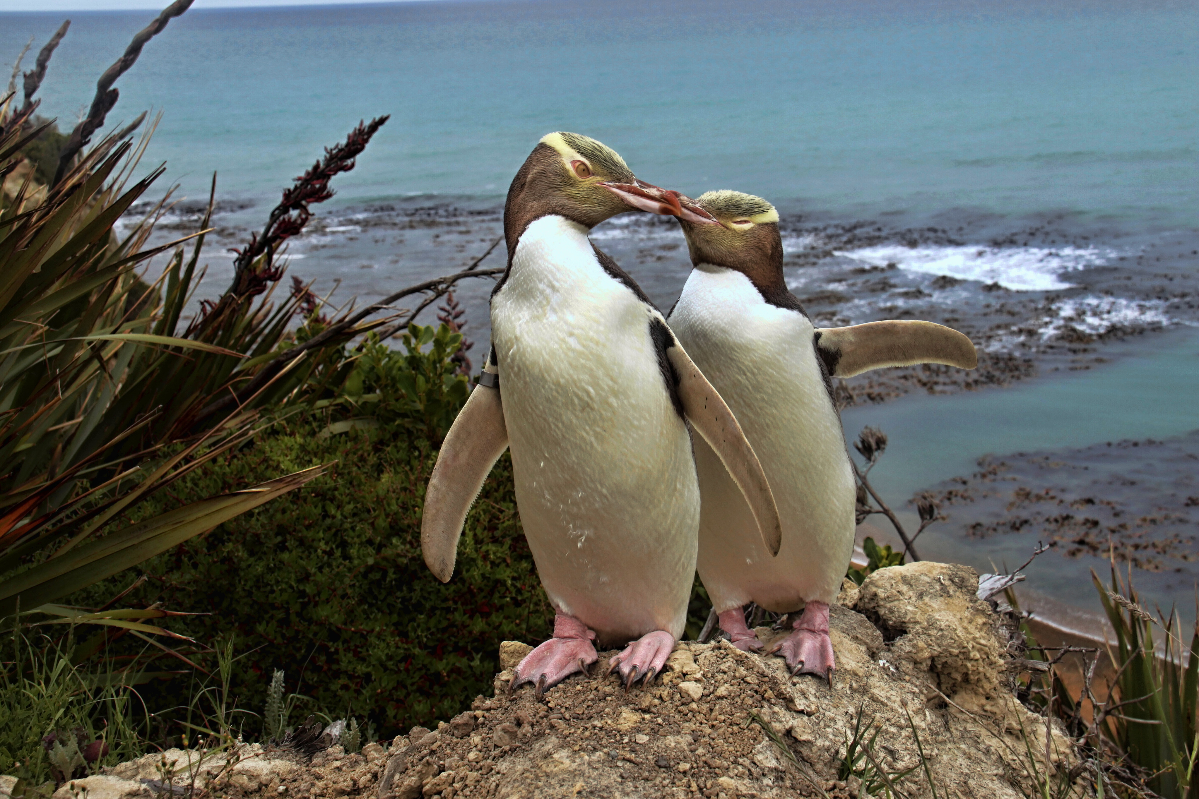 The yellow-eyed penguin won New Zealand’s Bird of Year Title for the second time. Photo: Shutterstock