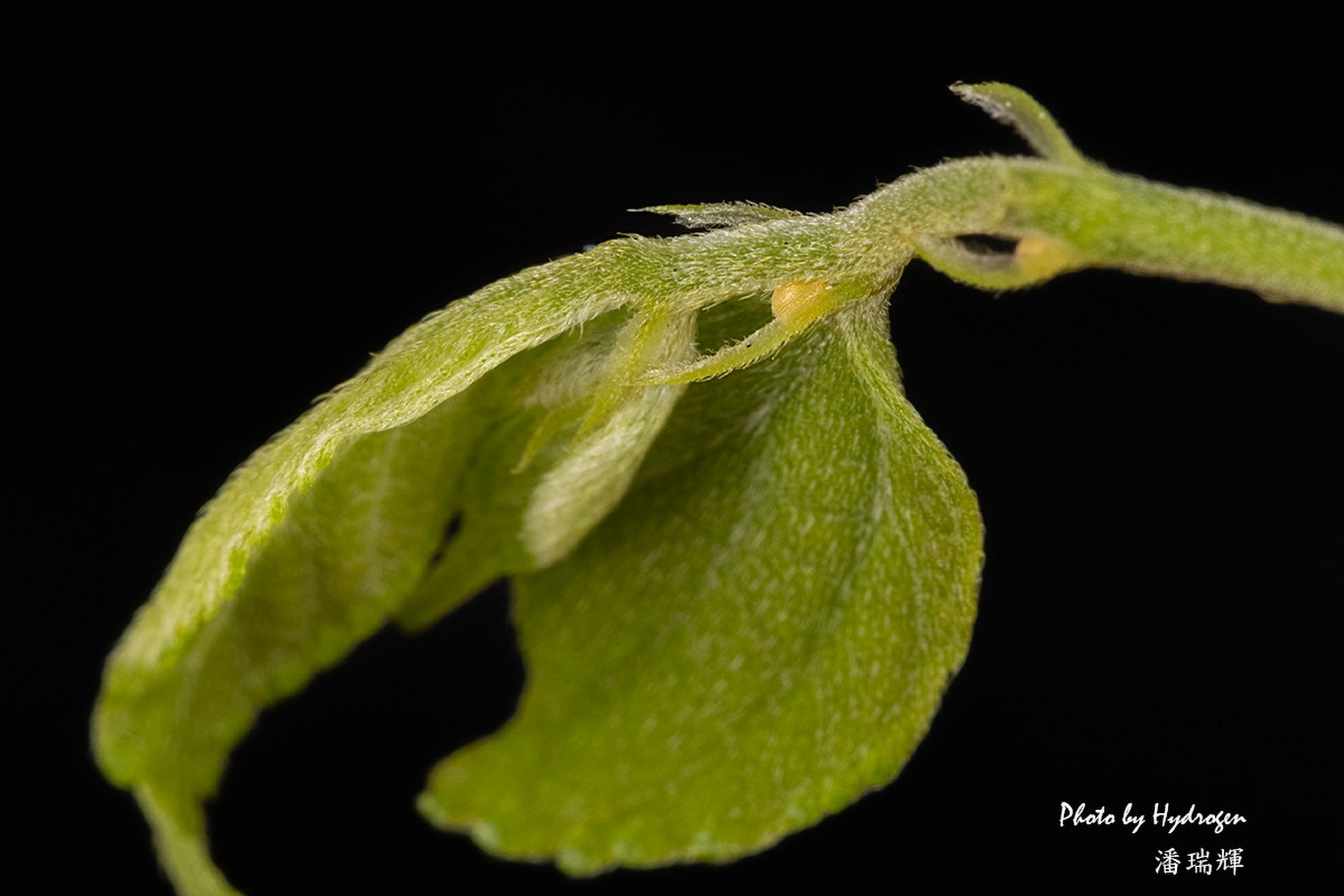 Eggs of the club beak butterfly were found at Lui Kung Tin in late August. Photo: Hydrogen Pun