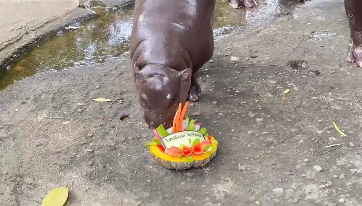 Moo Deng chomps on the Trump-labelled fruit dish at Khao Kheow Open Zoo in Thailand. Photo: Instagram/khaokheow.zoo