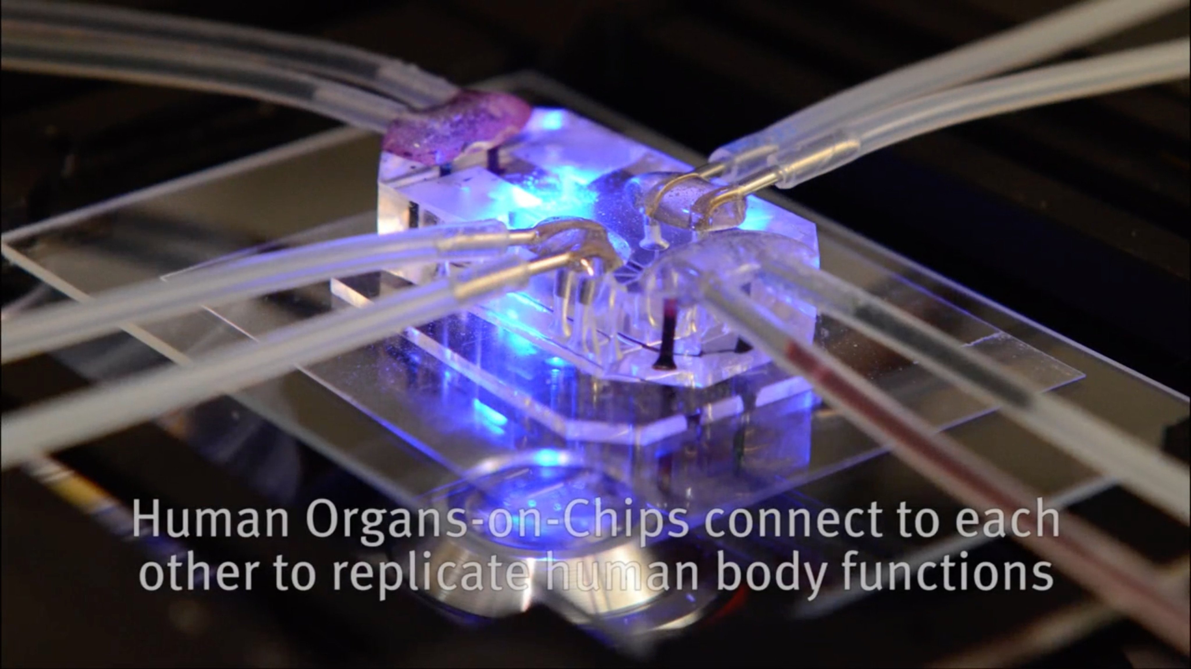 The chips are designed to mimic the responses of human organs to certain drugs. Photo: Harvard.edu