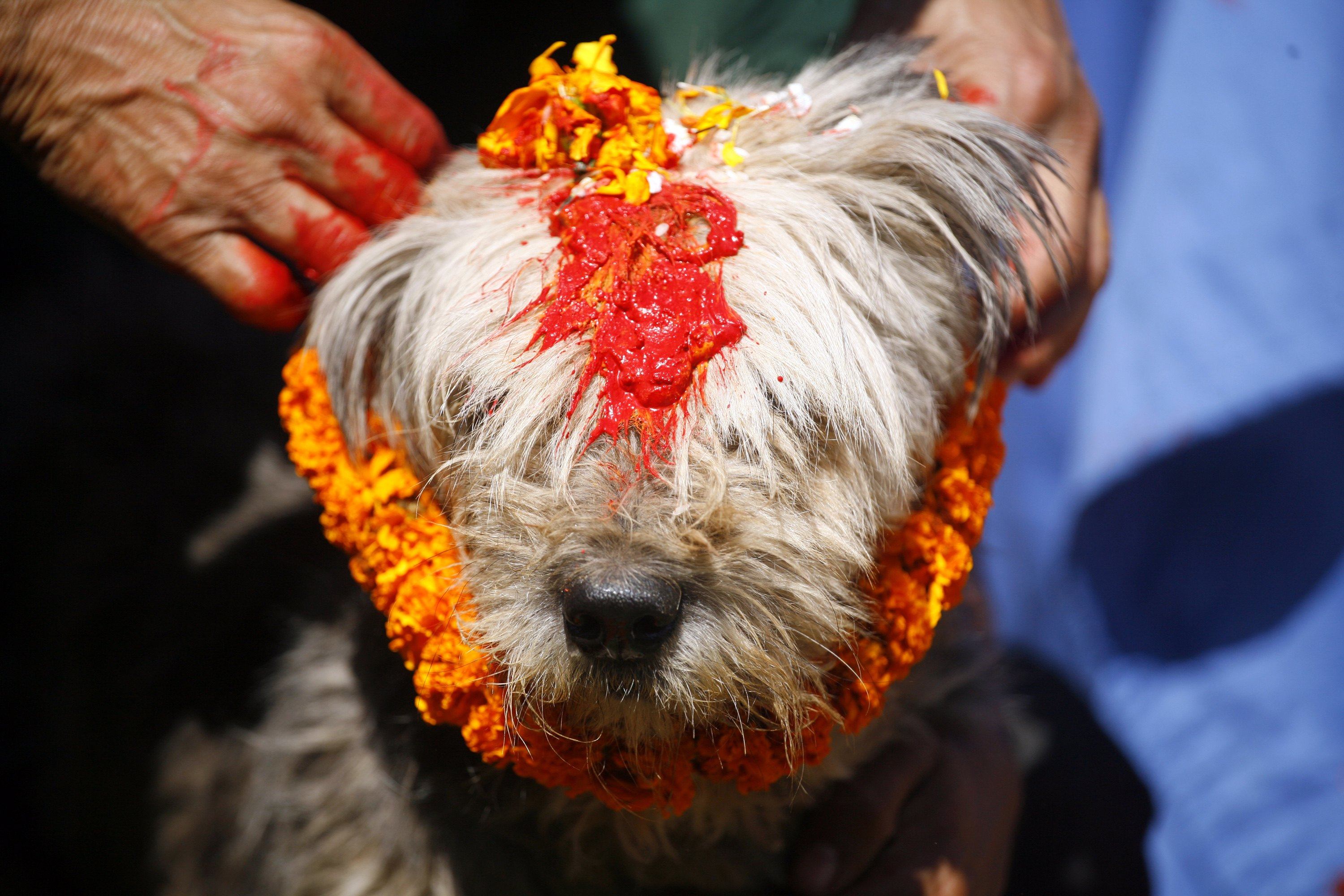 Nepal celebrates “Kukur Tihar”, honouring dogs with garlands, vermillion and treats. Photo: Reuters