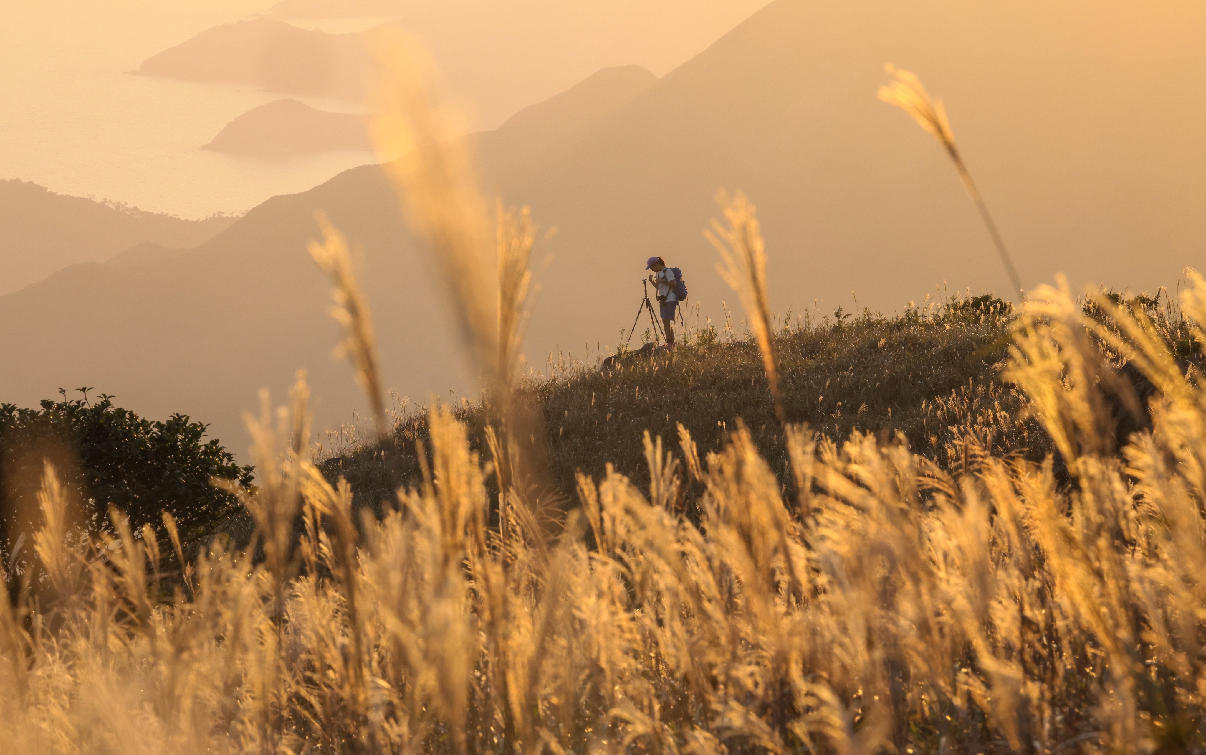 Chinese silver grass at Lantau Island’ Sunset Peak on November 1, 2023. Photo: Dickson Lee