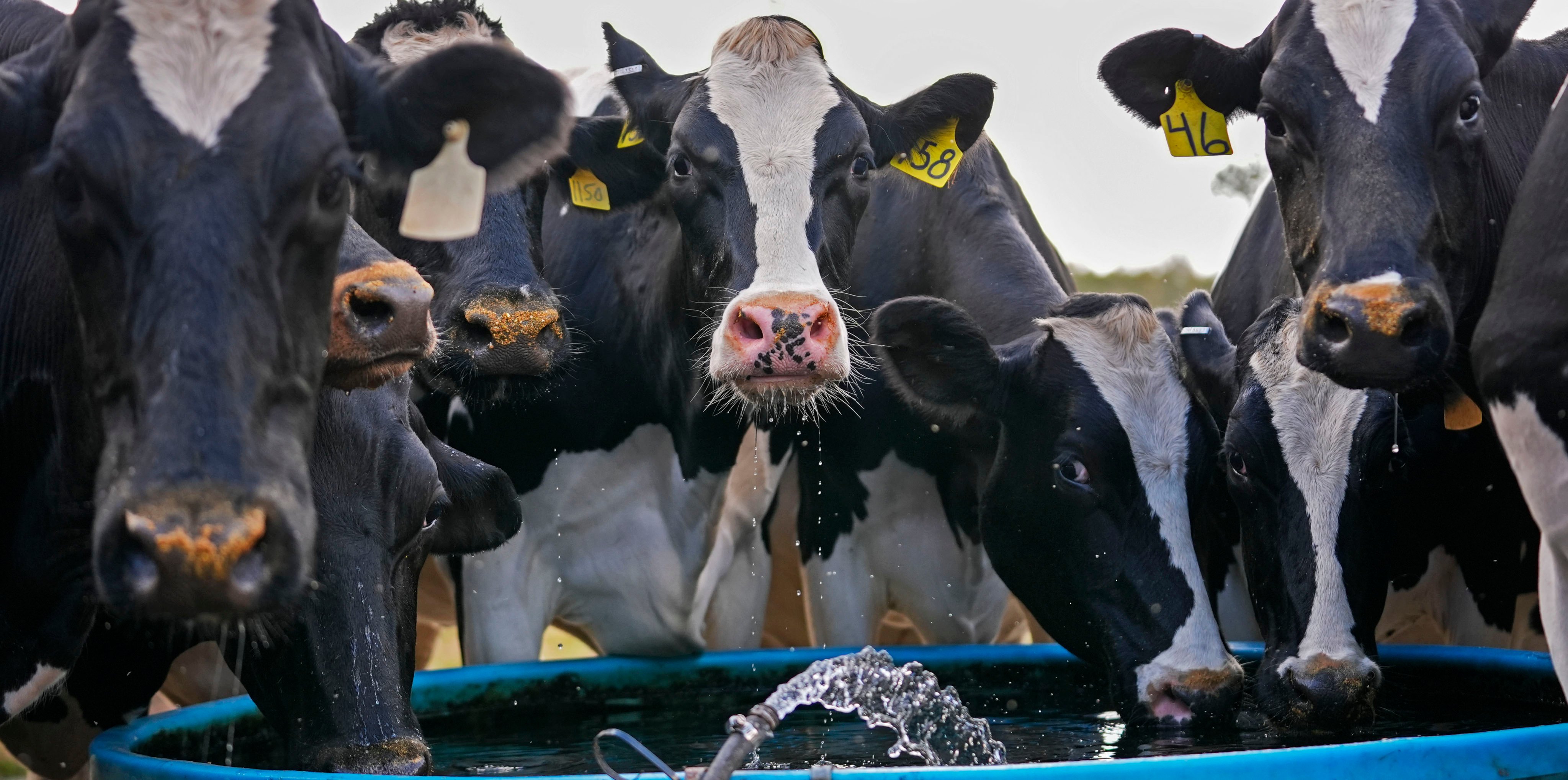 Dairy cows drink from a trough after being milked at a farm in the US. Photo: AP