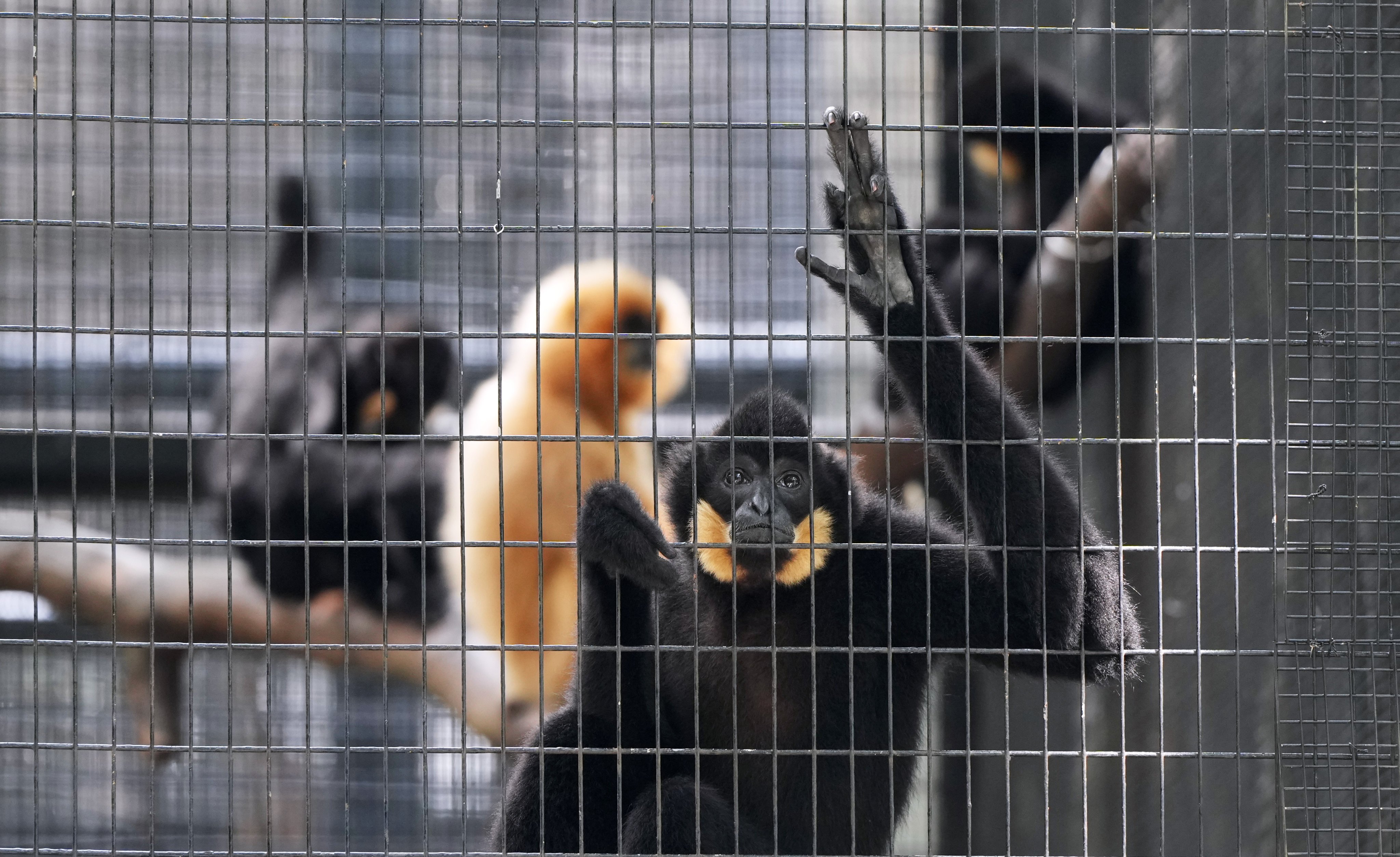 A melioidosis outbreak at the Hong Kong Zoo has killed 10 monkeys. Photo: Sam Tsang