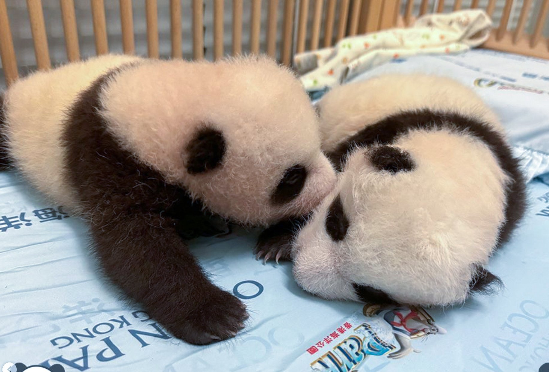 Ocean Park is celebrating the 100th day milestone of its home-grown panda cubs. Photo: Handout