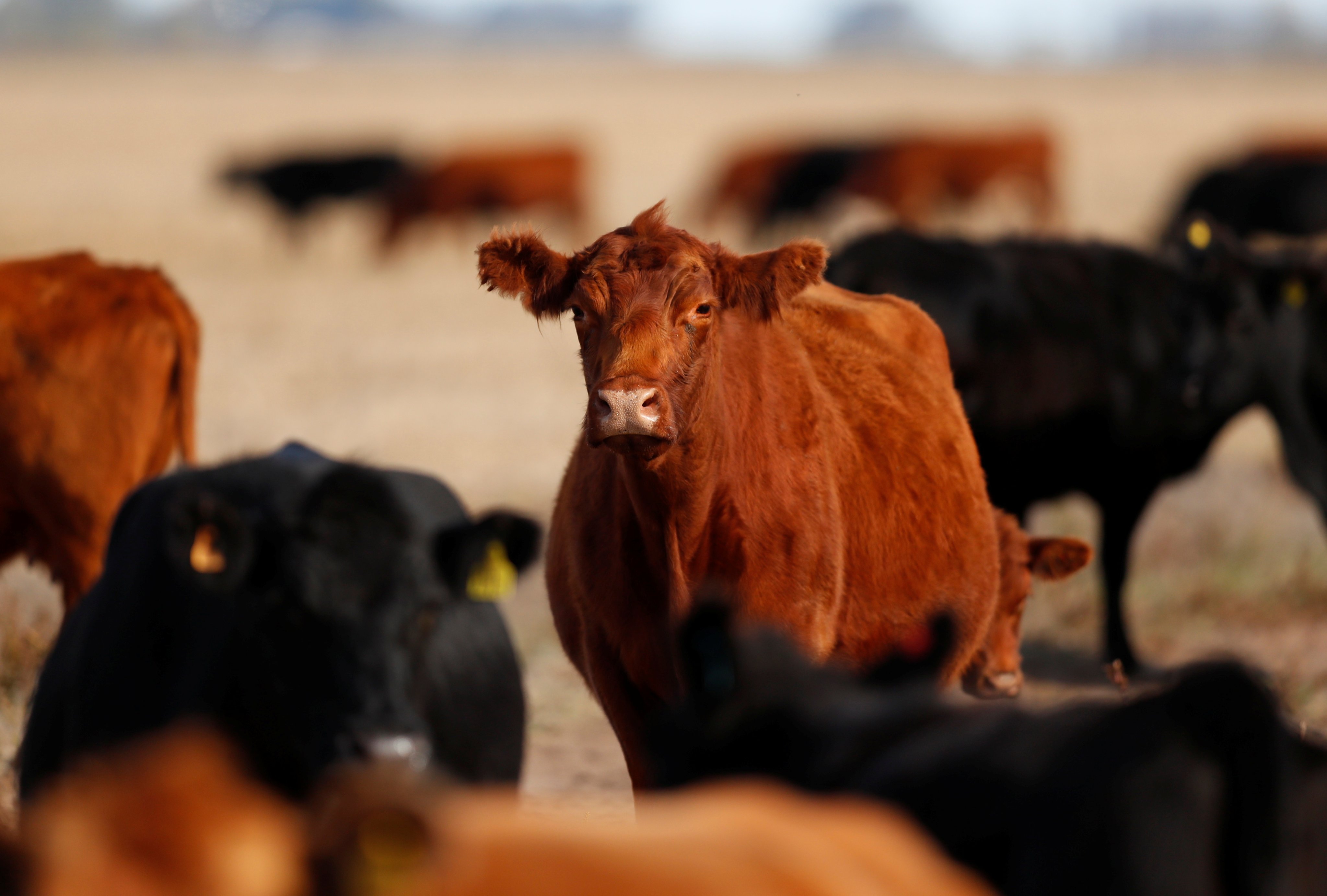 Cows at a farm in Saladillo, on the outskirts of Buenos Aires, Argentina. Photo: Reuters