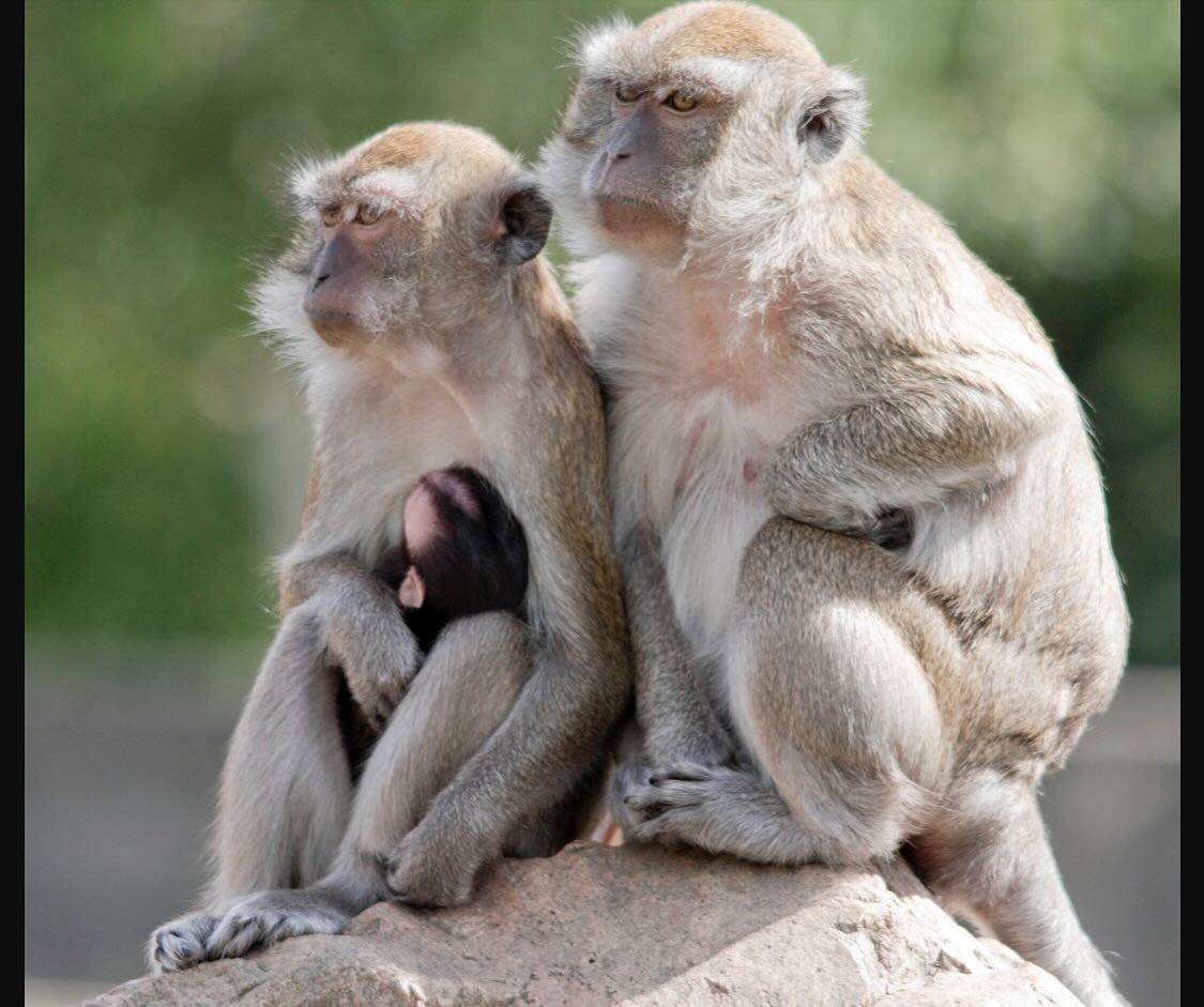 The rhesus macaques were described as ‘skittish’ by police in Yemassee, South Carolina. Photo: Yemassee Police Department. 