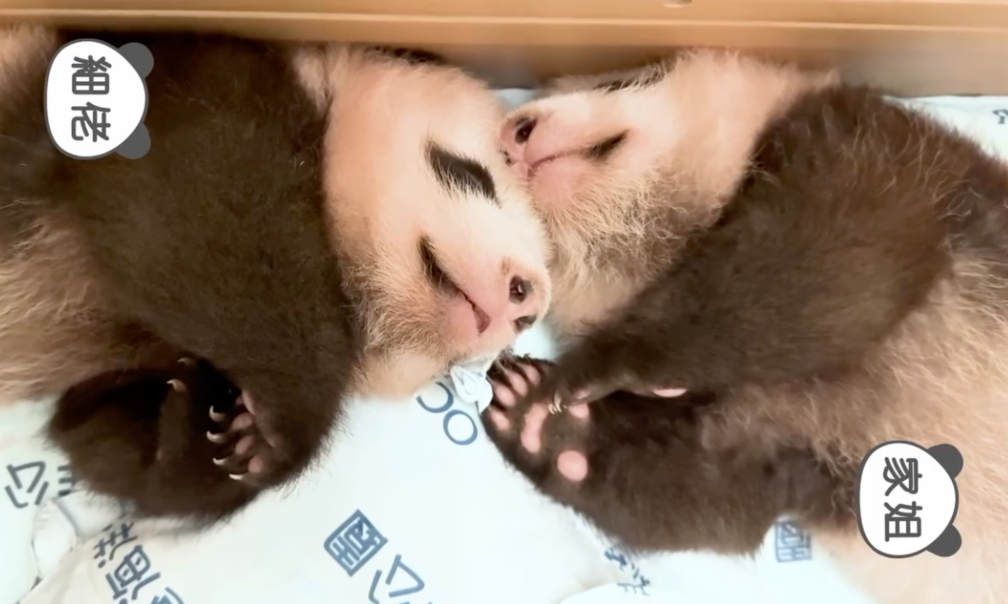 “Younger Brother” (left) and “Elder Sister” will soon turn three months old. Photo: Ocean Park