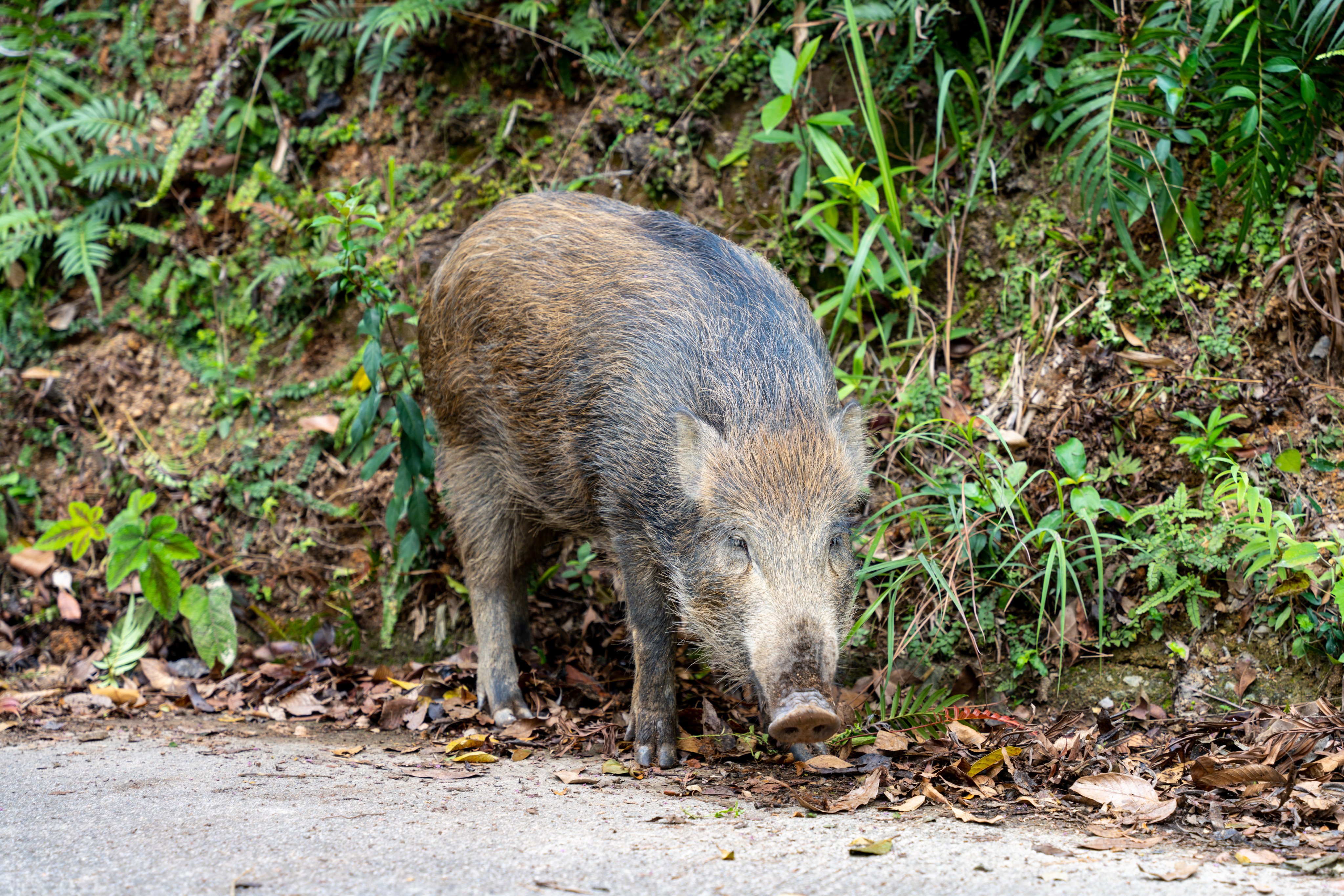 Wild boar problems are not unique to mainland China. Hong Kong has started capturing and culling the animals to reduce their numbers. Photo: Shutterstock 