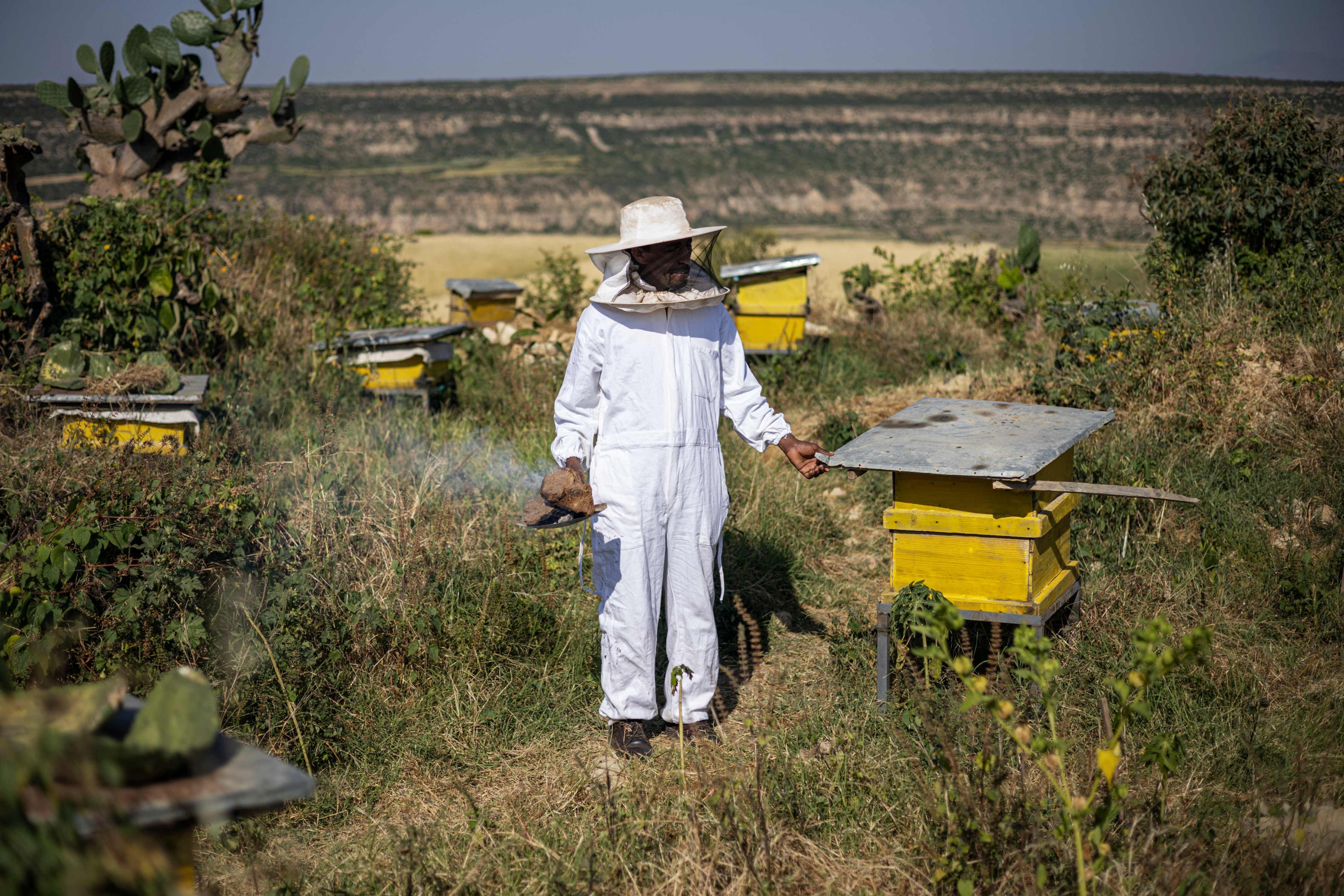 Beekeeper Amanuel Hiluf checks his beehives in Hawidela, Ethiopia. His hives produce white honey, highly prized, but he had to start from scratch after a civil war wrecked his livelihood. Photo: AFP