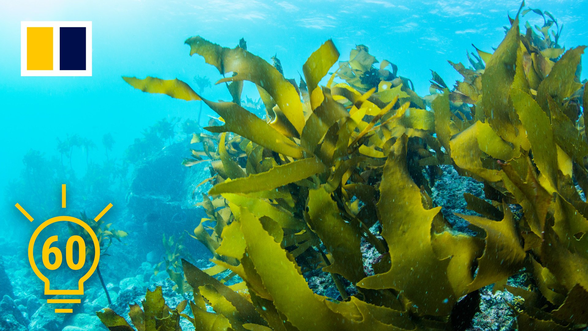 Seaweed is a Japanese food staple, but it also has important environmental value. 