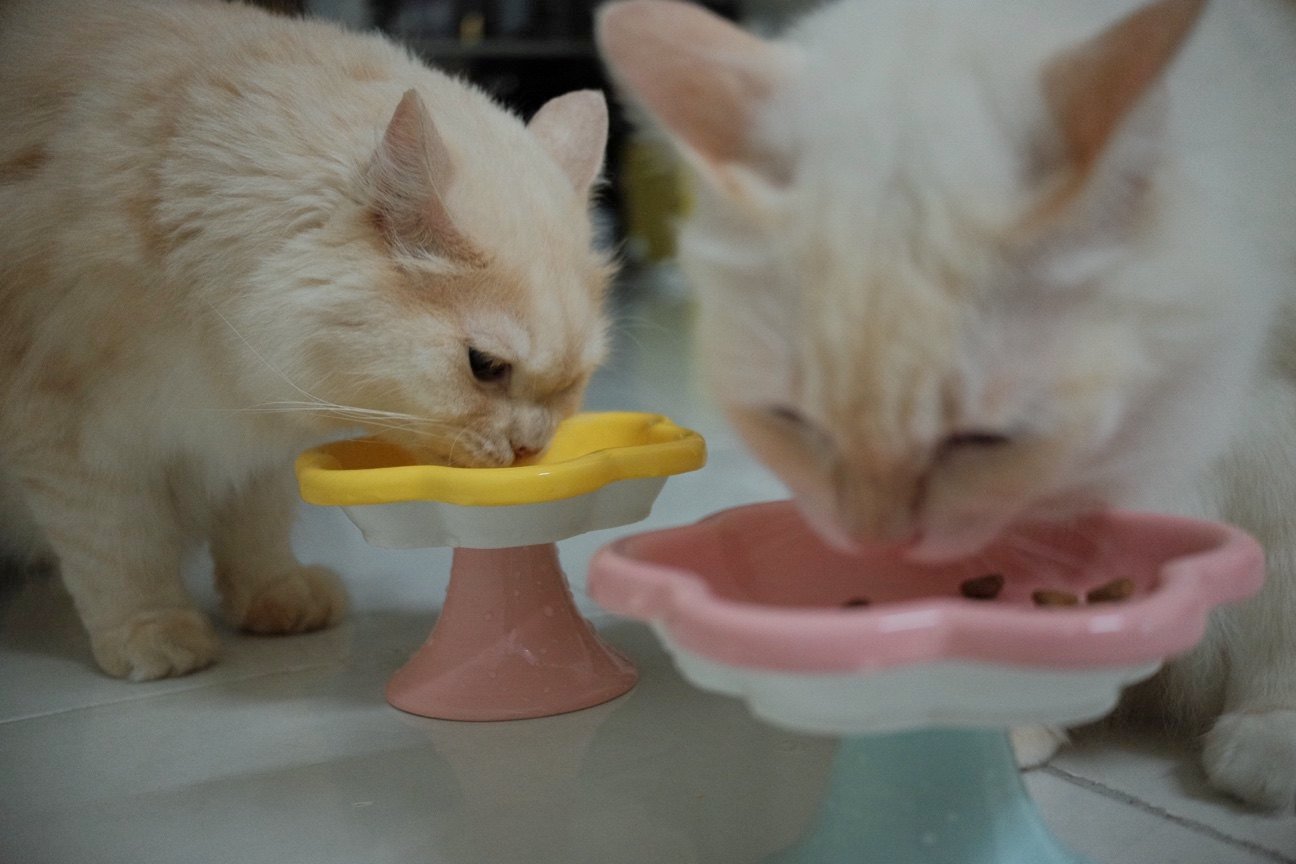 Domestic longhairs belonging to Malaysian cat owner Yana Zulkarnain. Photo: Yana Zulkarnain 