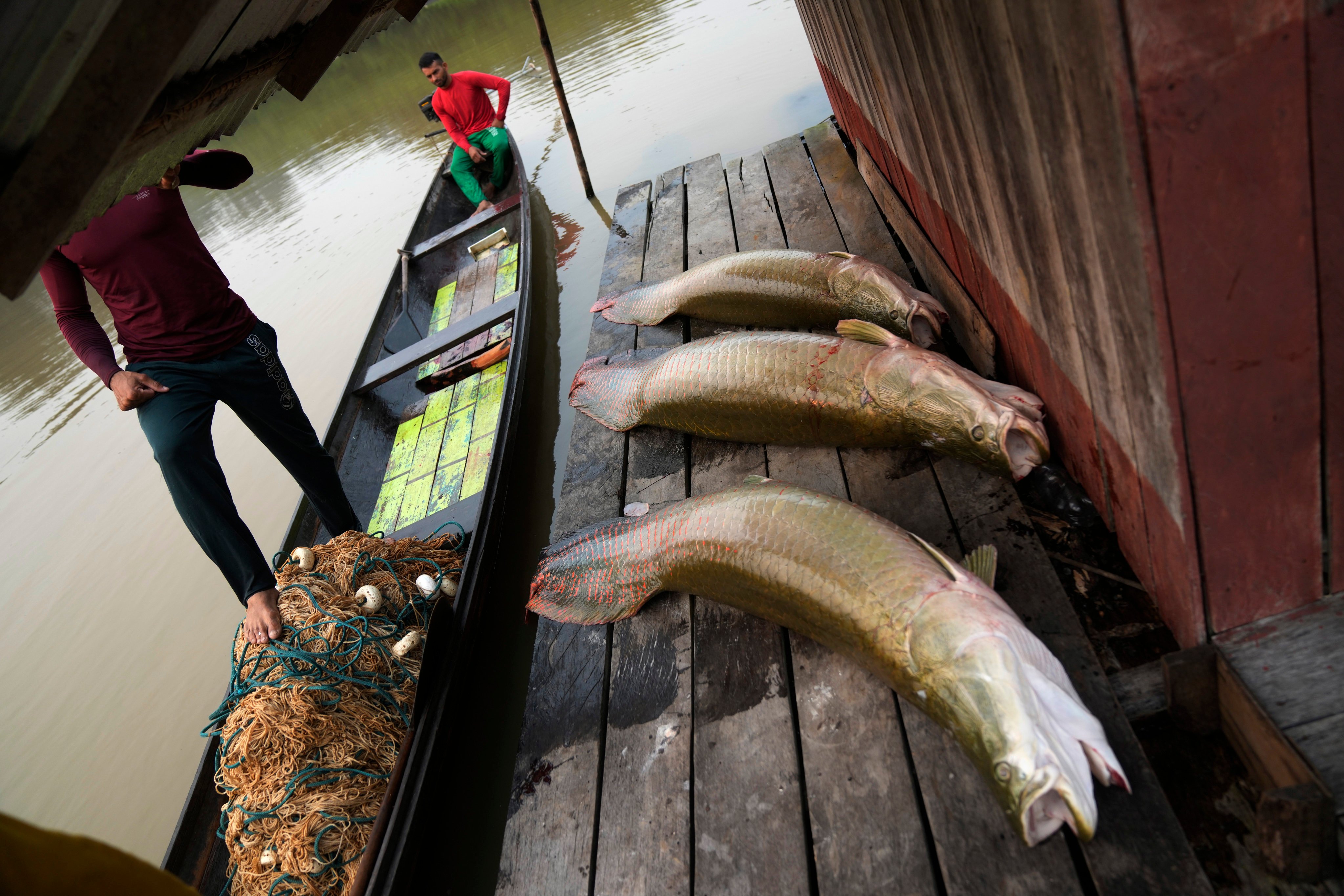 Three pirarucu fish, captured by fishermen, on a floating warehouse in San Raimundo settlement, Medio Jurua region, Amazonia State, Brazil, on September 5, 2022. (AP Photo/Jorge Saenz, File)