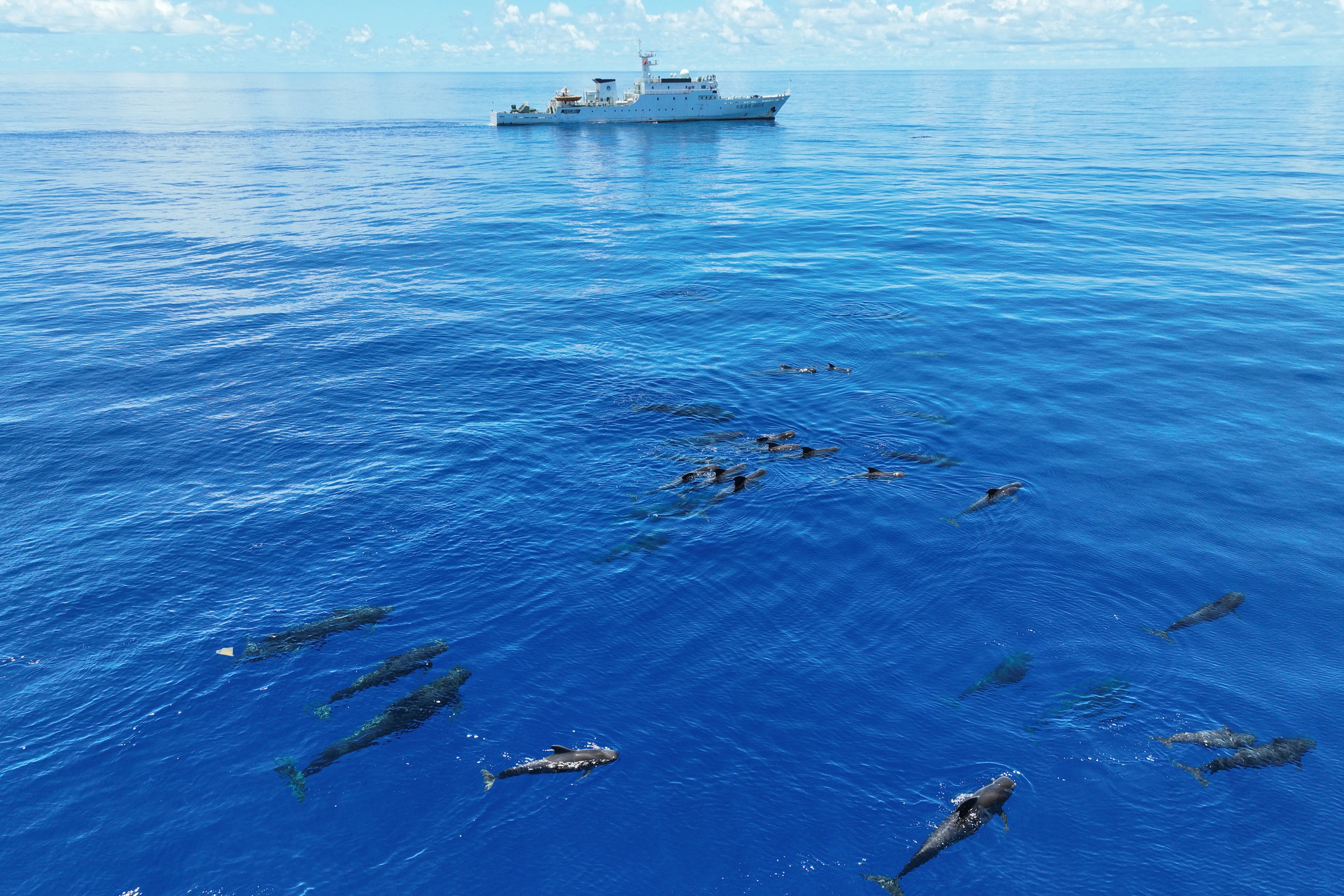 Short-finned pilot whales swim in waters off China’s Hainan province, on July 6. Photo: Xinhua