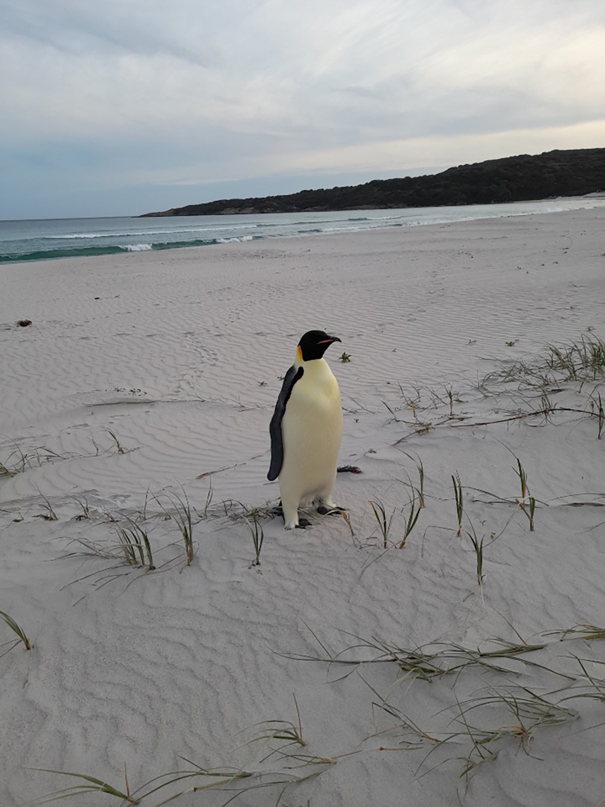 A lost emperor penguin, found on a beach in Western Australia earlier this month, is now being cared for at a rehabilitation centre. Photo: Miles Brotherson and the Department of Biodiversity, Conservation and Attractions / TNS