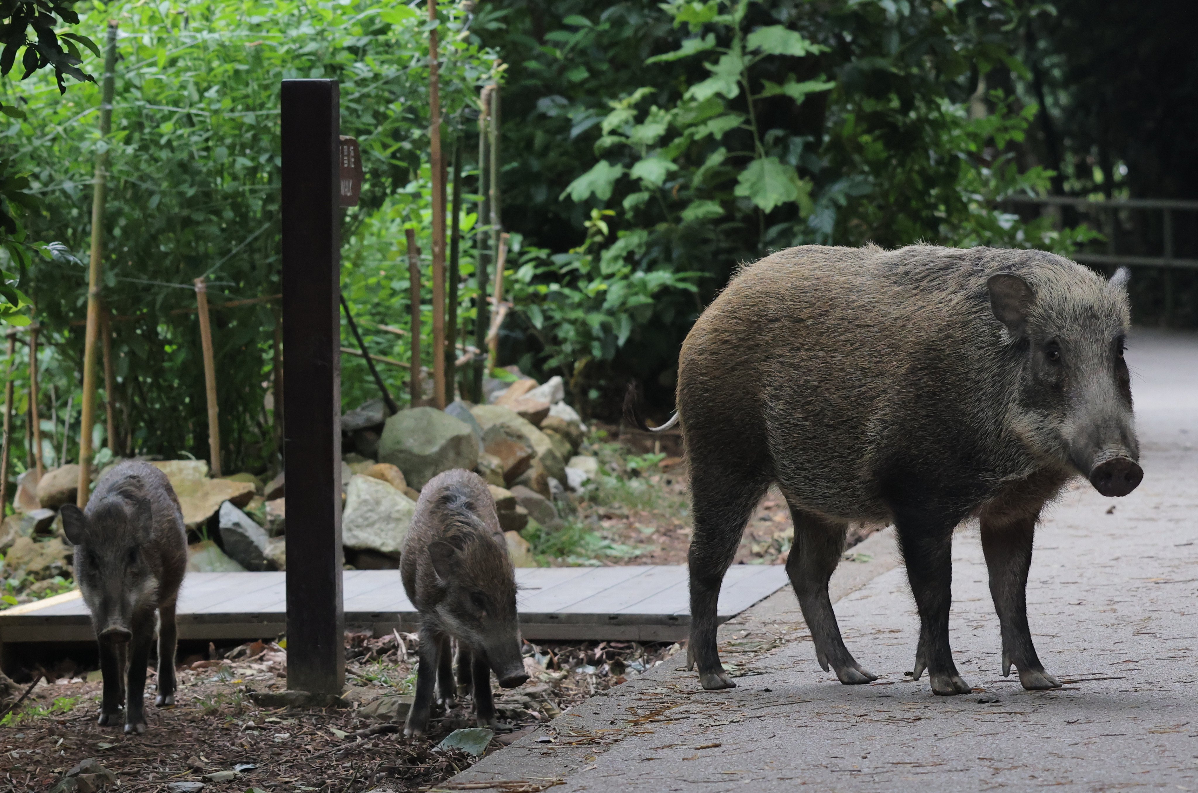 Wild boars are increasingly threatening Chinese cities, causing injuries and property damage. Authorities are deploying funds and hunting teams to address the issue. Photo: Jelly Tse