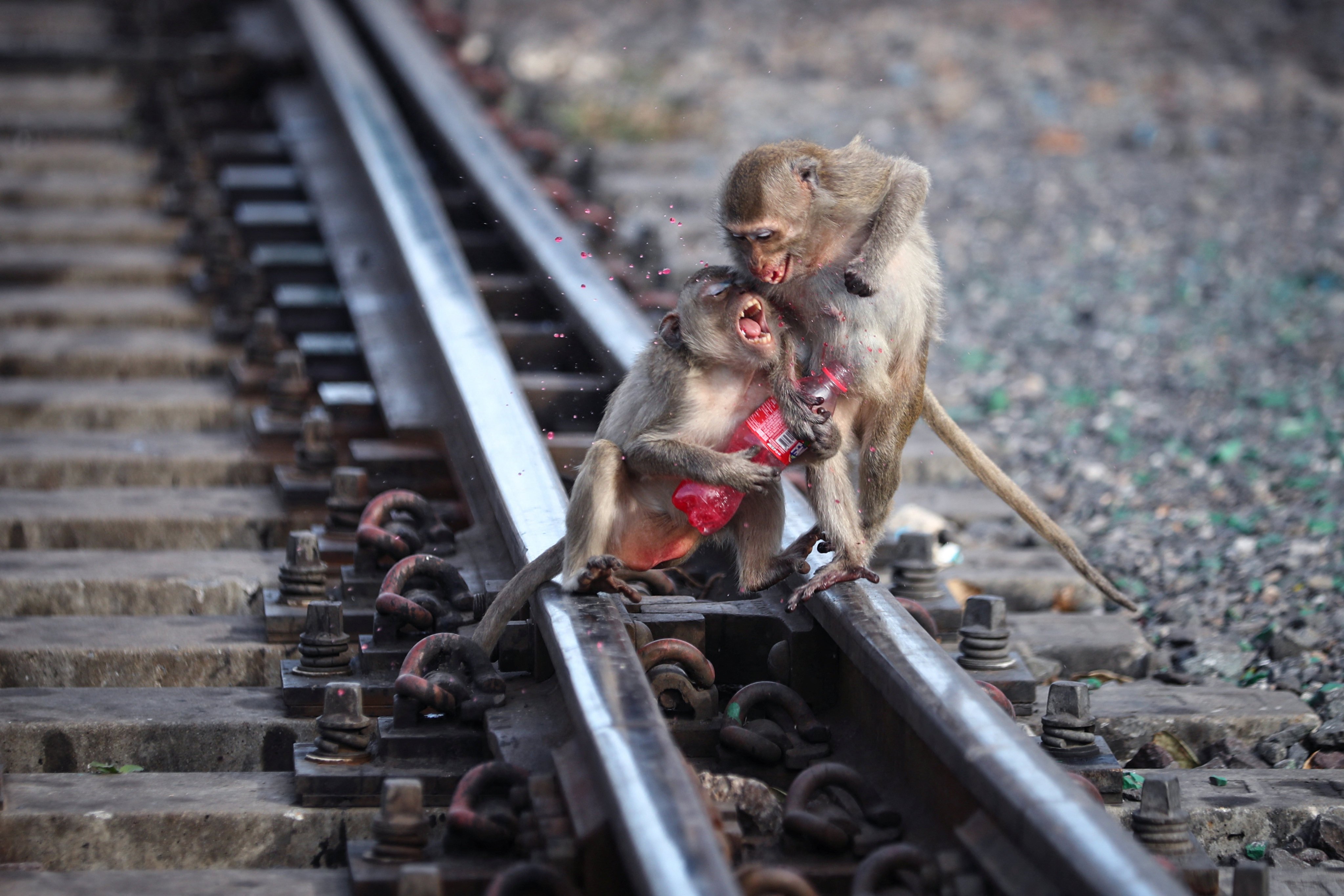 Long-tailed macaques fight for food in Lopburi, Thailand. Photo: Reuters