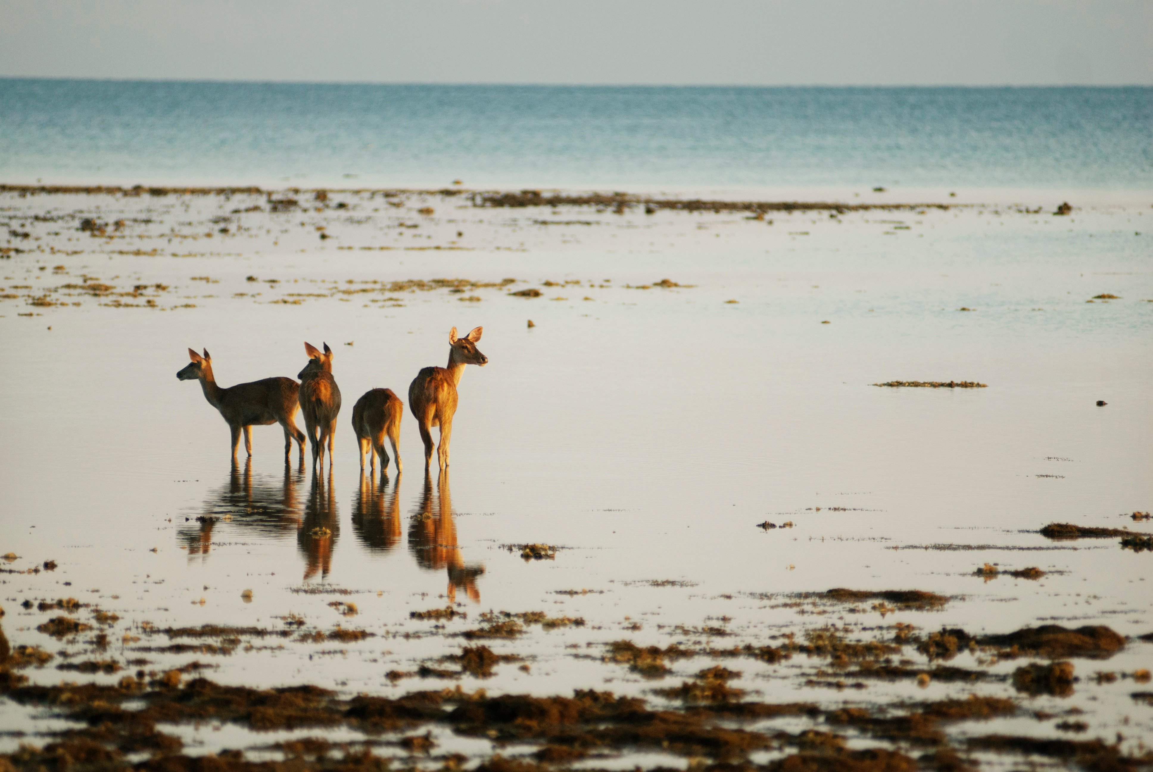 Sambar deer enjoy the peace of dawn on a beach in West Bali National Park in Indonesia. Photo: Mark Eveleigh