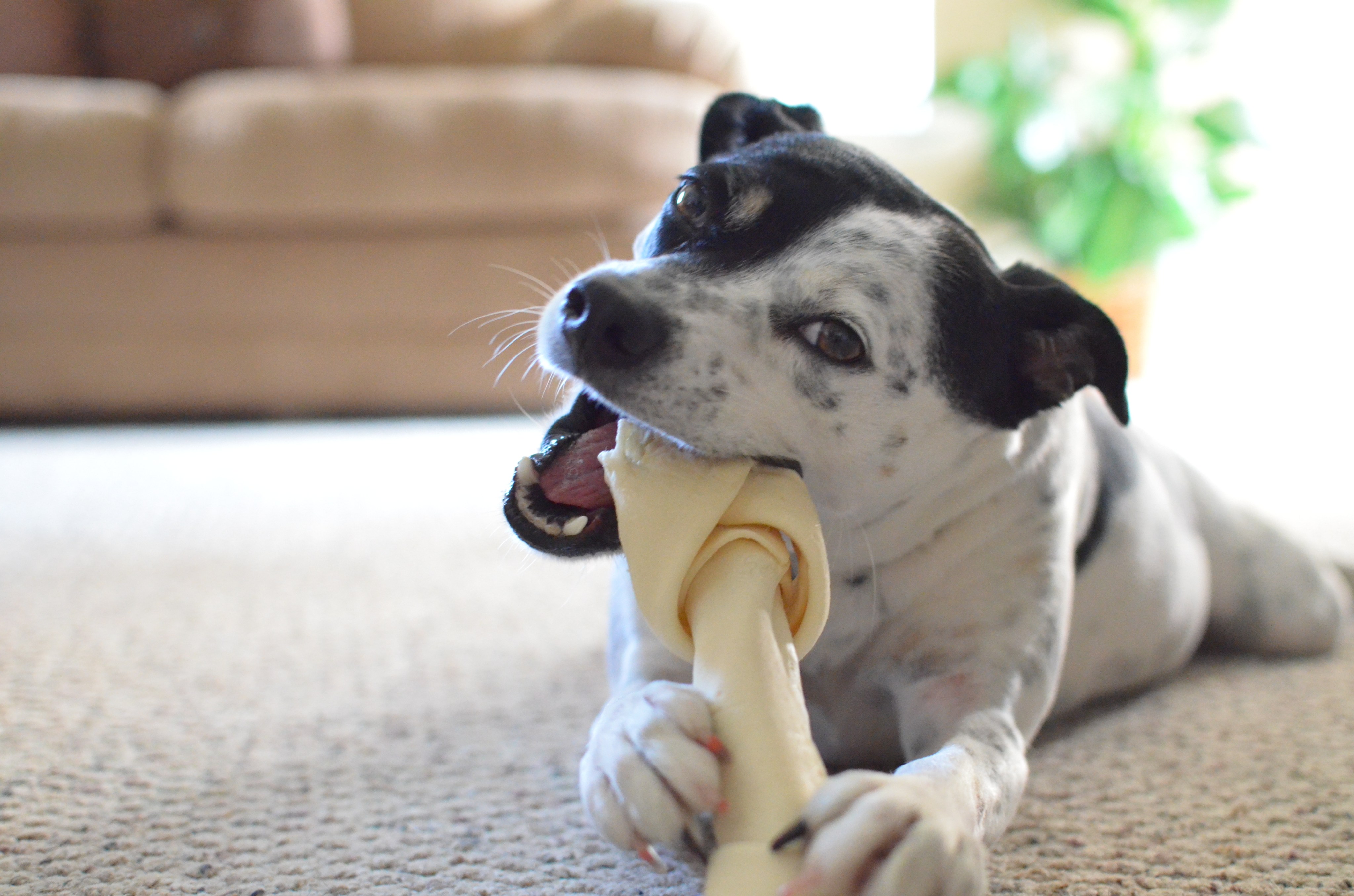 Chewing is a natural behaviour for dogs, inherited from their wolf ancestors. Photo: Shutterstock