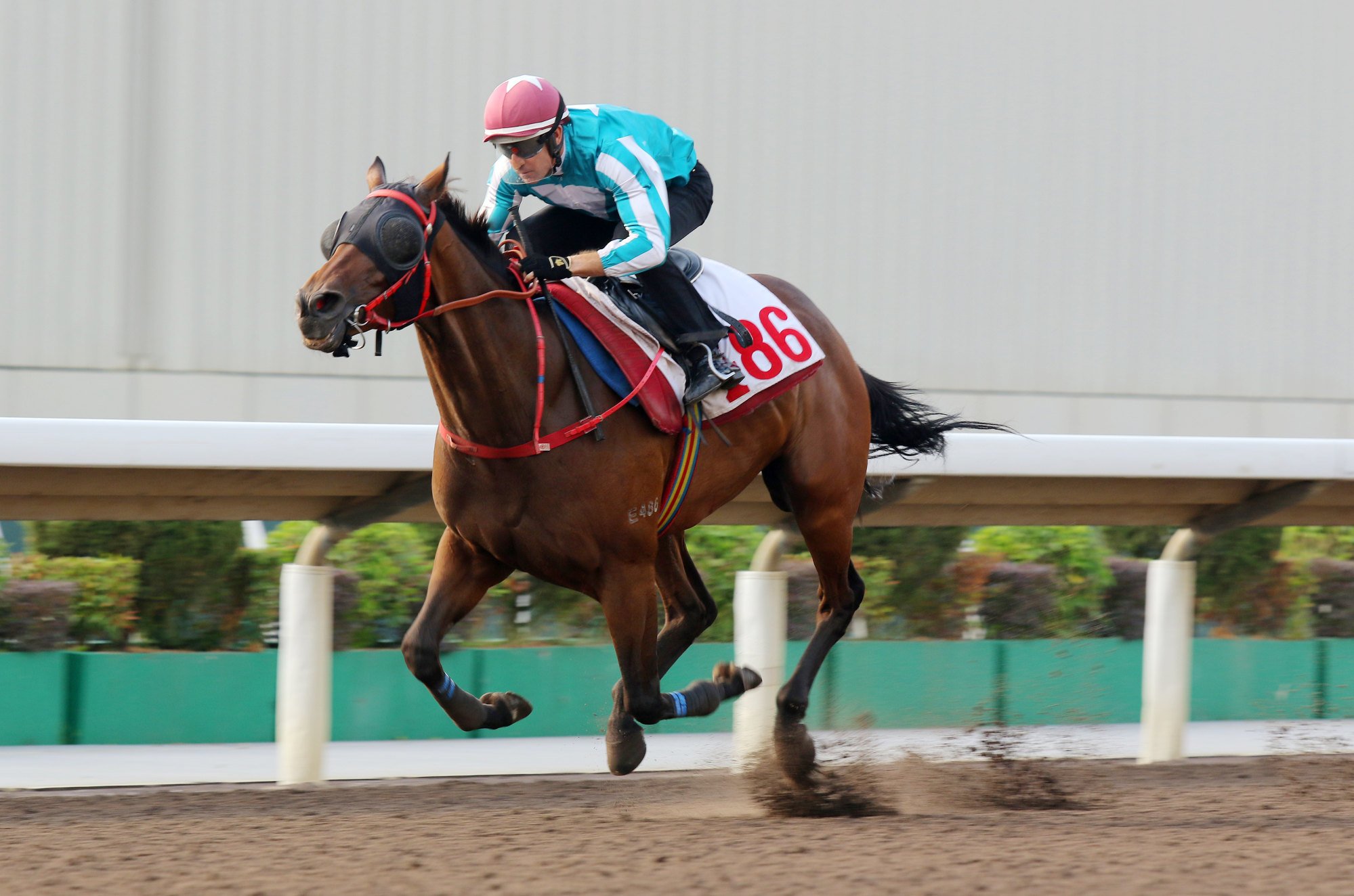 Romantic Warrior trials on the dirt under Hugh Bowman earlier this month.