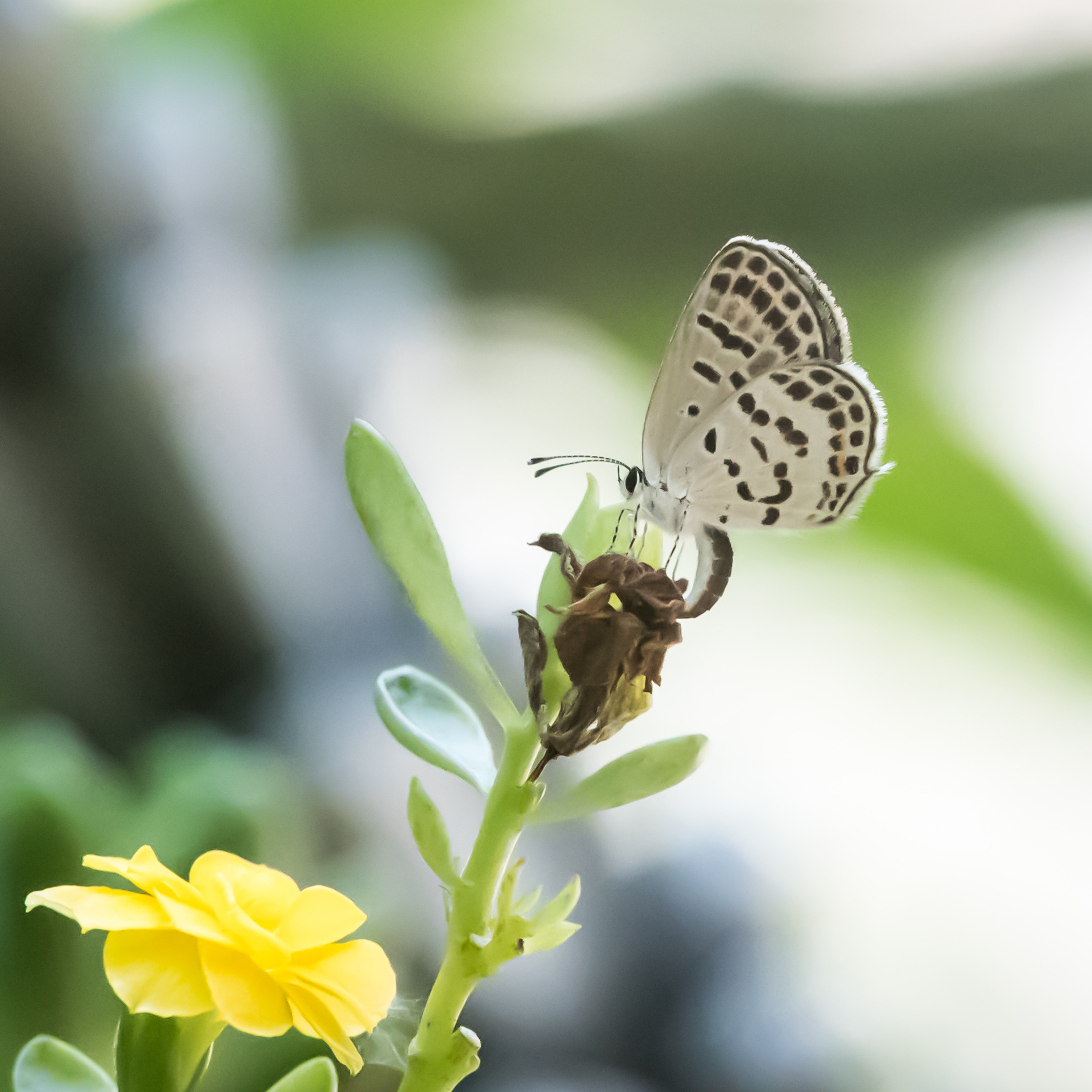 A rare butterfly species has reappeared in Hong Kong after 13 years. Photo: Handout