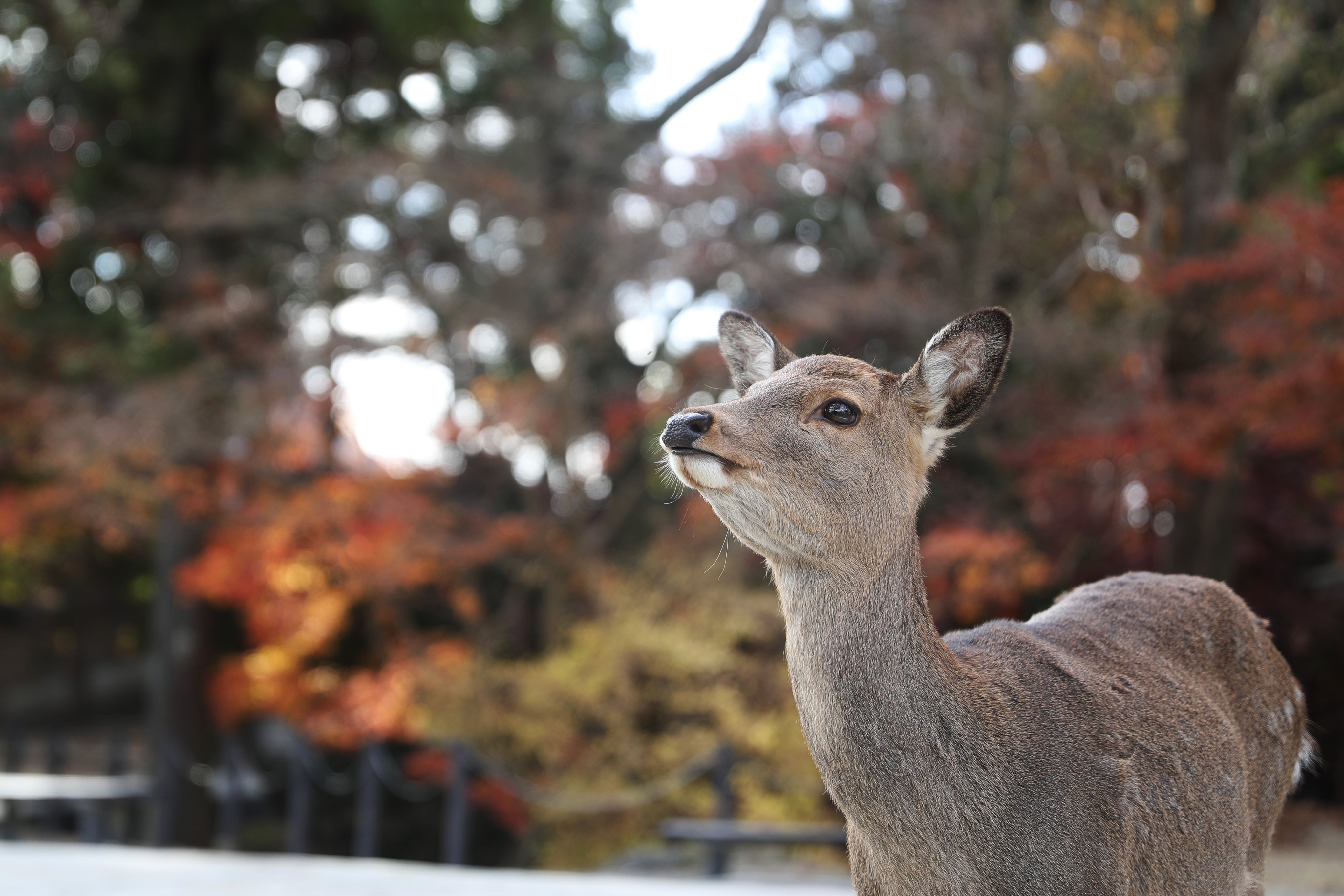 The deer of Nara, which live close to humans, have become one of the symbols of Nara city. Photo: Xinhua