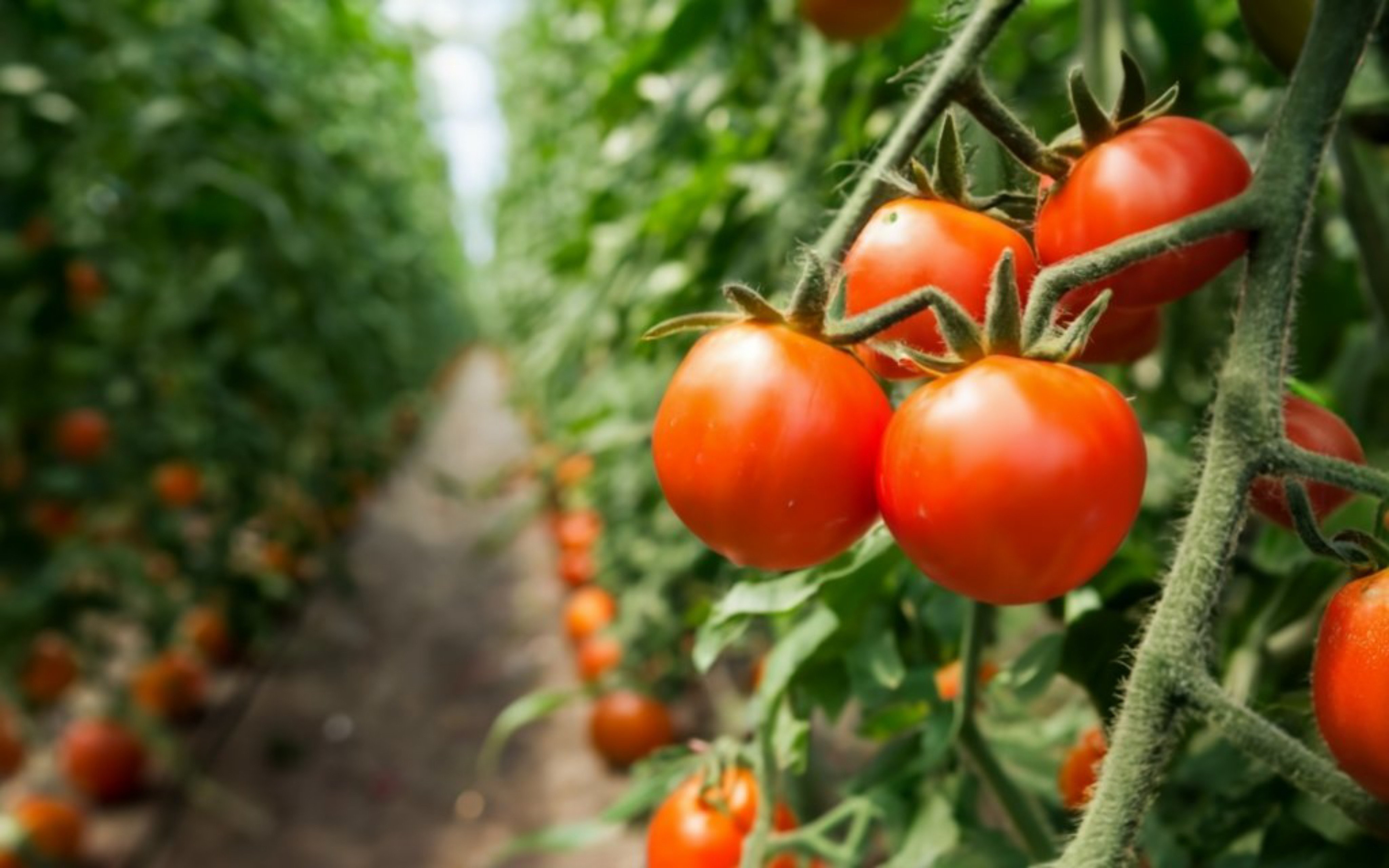 Most consumers prefer sweeter fresh tomatoes, and genetic science may be able to satisfy that hunger. Photo: EPA
