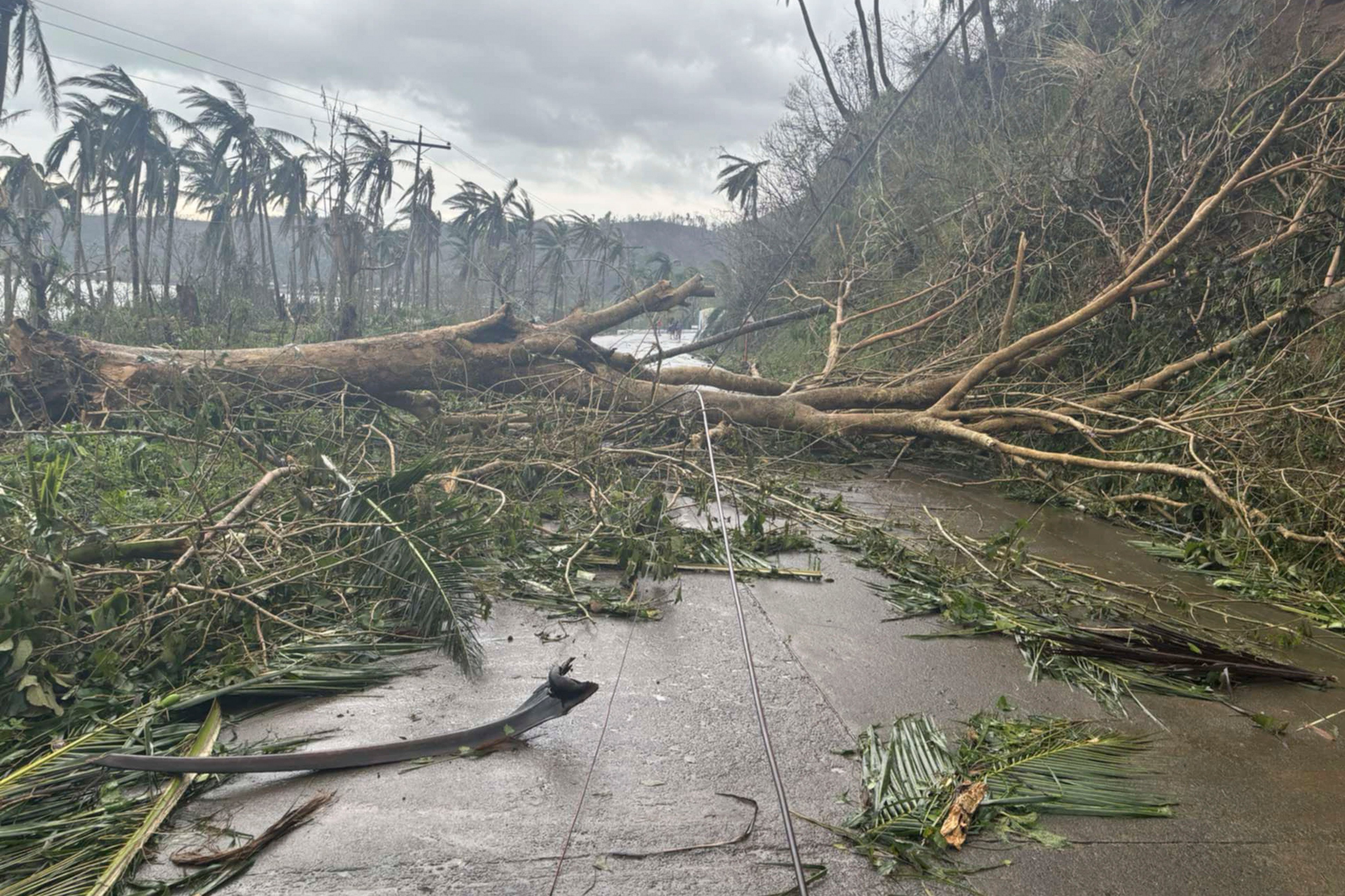 Toppled trees caused by Typhoon Man-yi block a road in Viga, Catanduanes province. Photo: AP