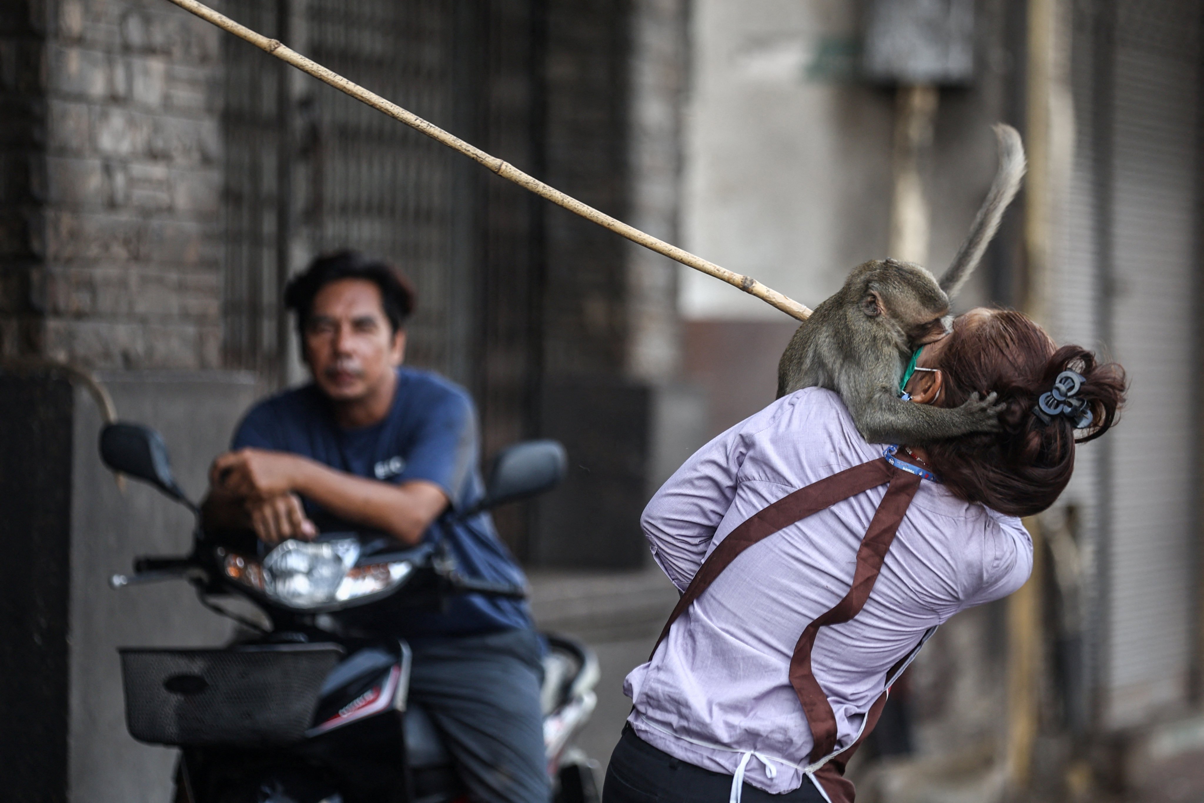 A long-tailed macaque attacks a person in Lopburi, Thailand, on February 3. Photo: Reuters