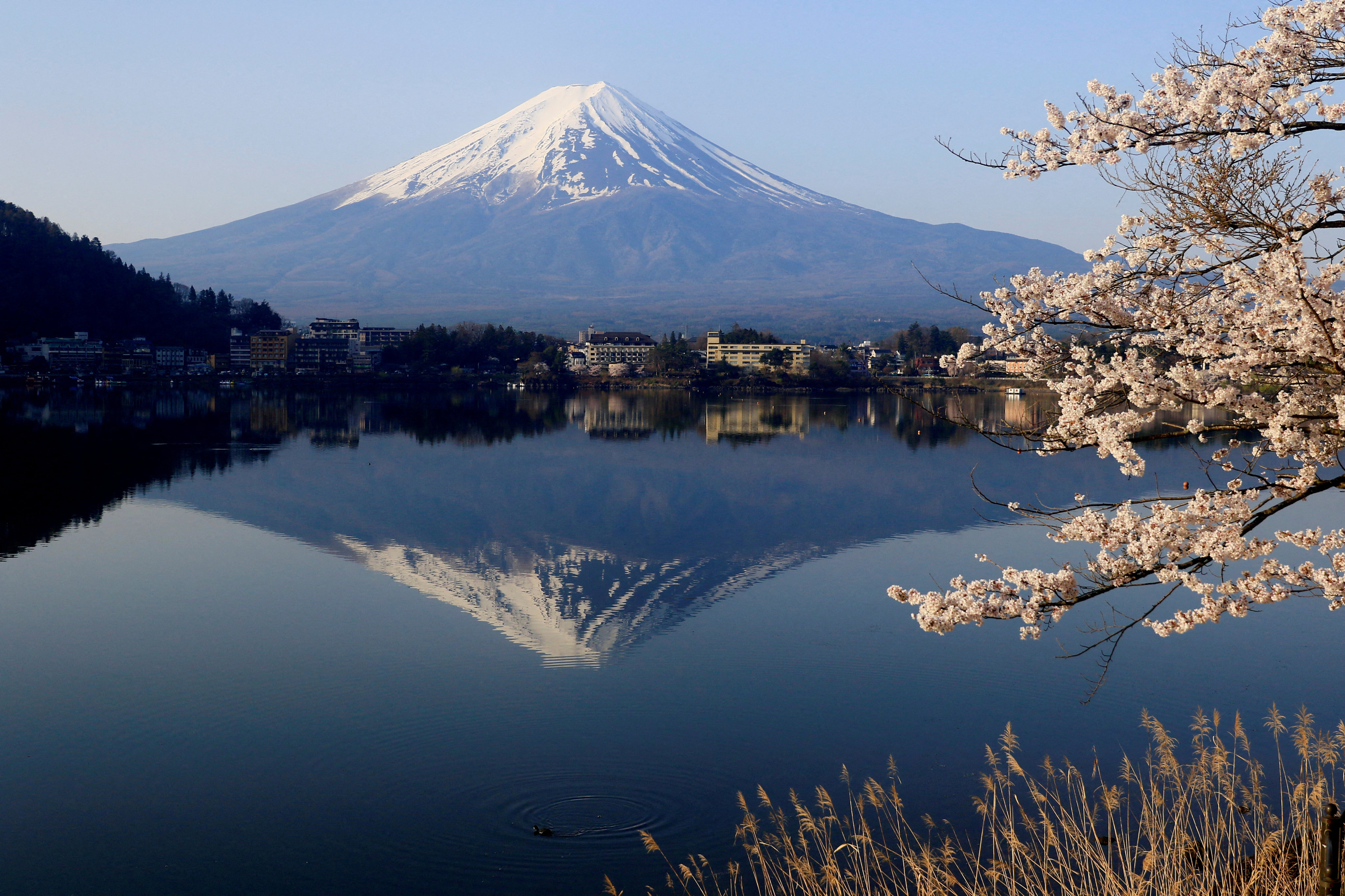 A view of cherry blossom trees with Mount Fuji in the background. Photo: Reuters