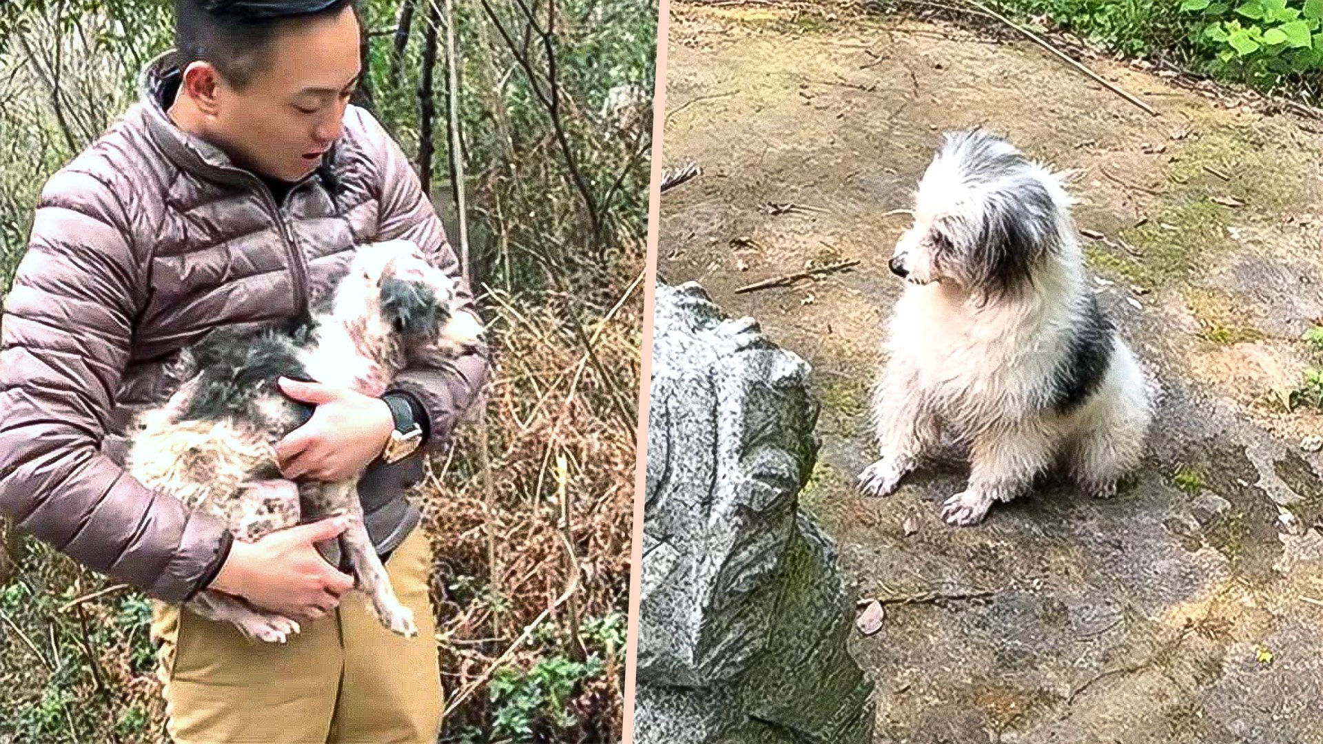 A sick dog in China that spent two years beside its owner’s grave has been rescued and become a “Loyal Baby” to its new, kind owner. Photo: SCMP composite/163.com
