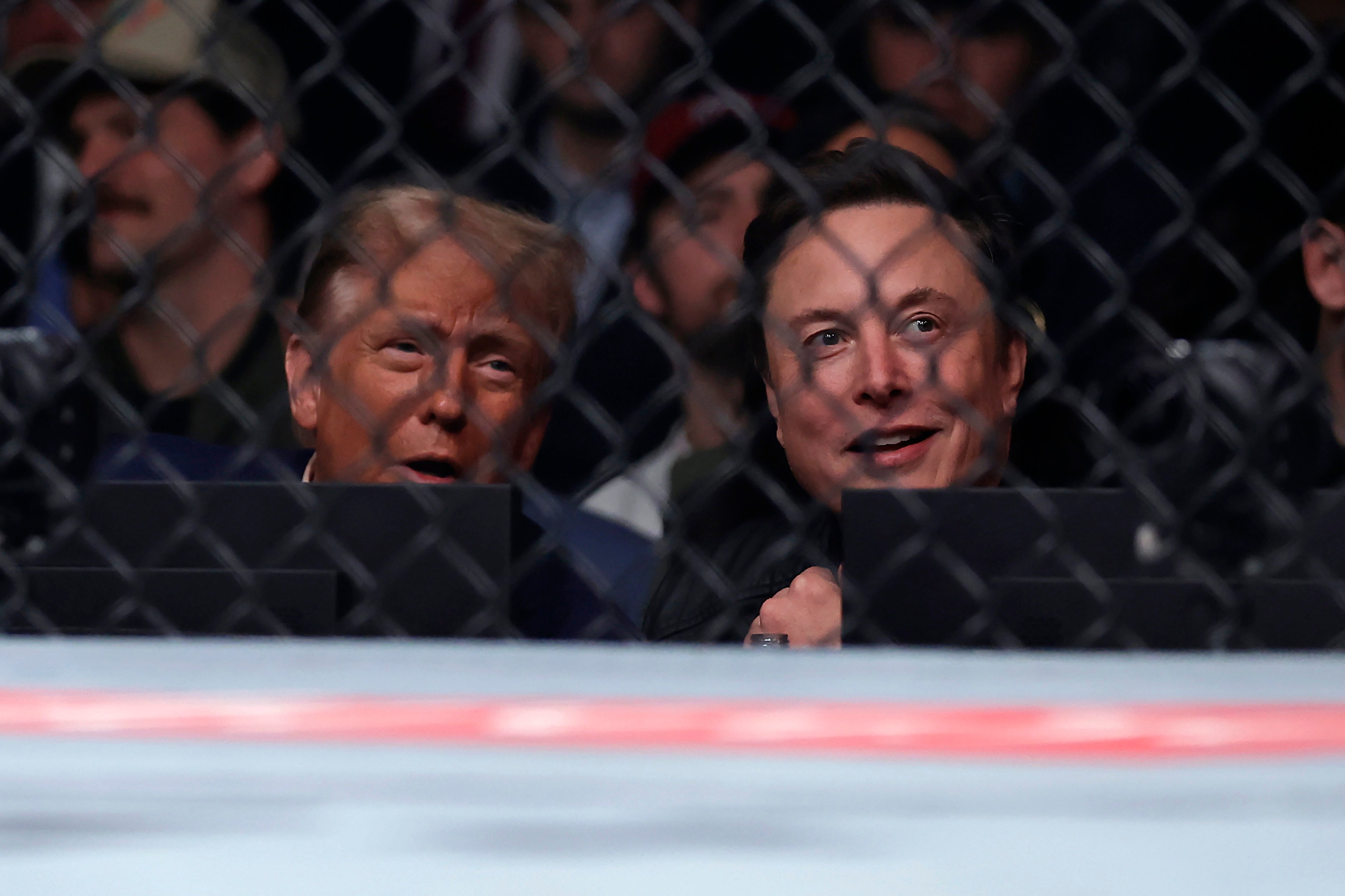 President-elect Donald Trump and Elon Musk watch a UFC fight in New York. Photo: AP